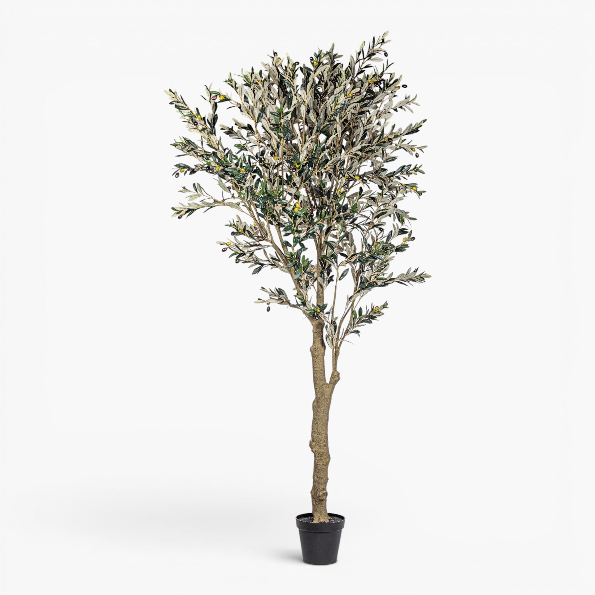 8' Olive Tree FP1515