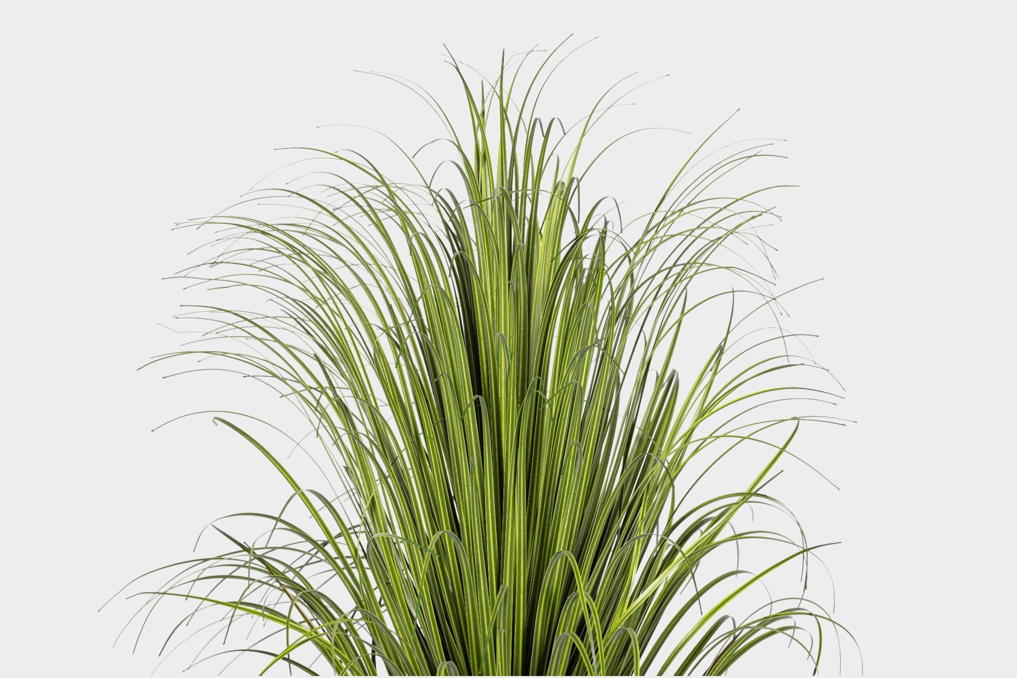 30" Pony Tail Palm Tree - UV Treated    FP1518UV