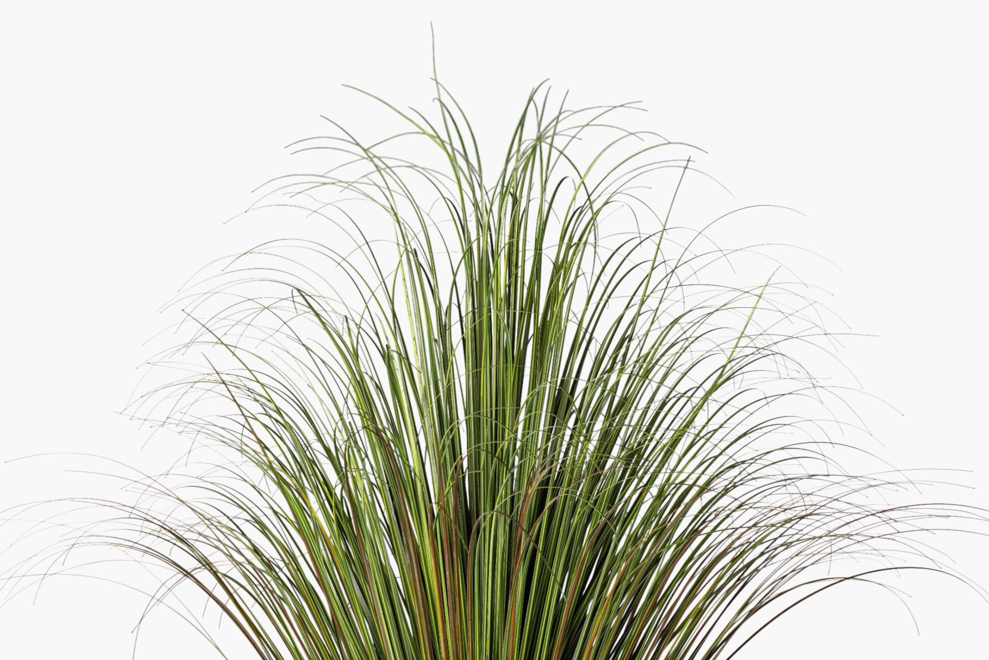 4.5' Pony Tail Palm Tree - UV Treated FP1519UV