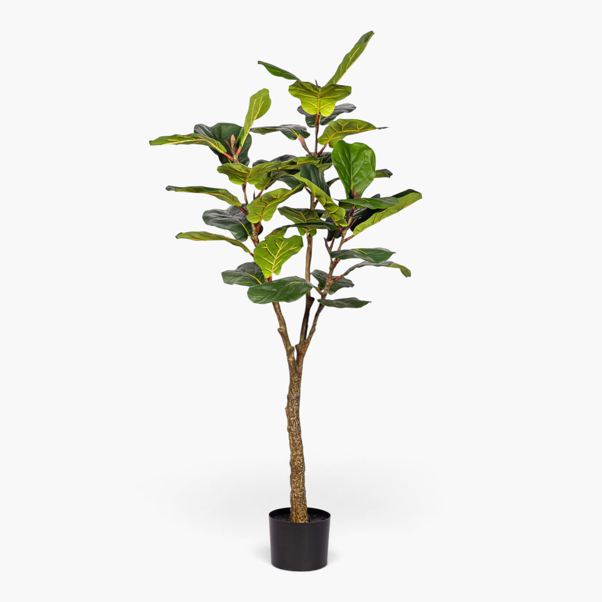 5' Fiddle Leaf Fig Tree FP1521GR05