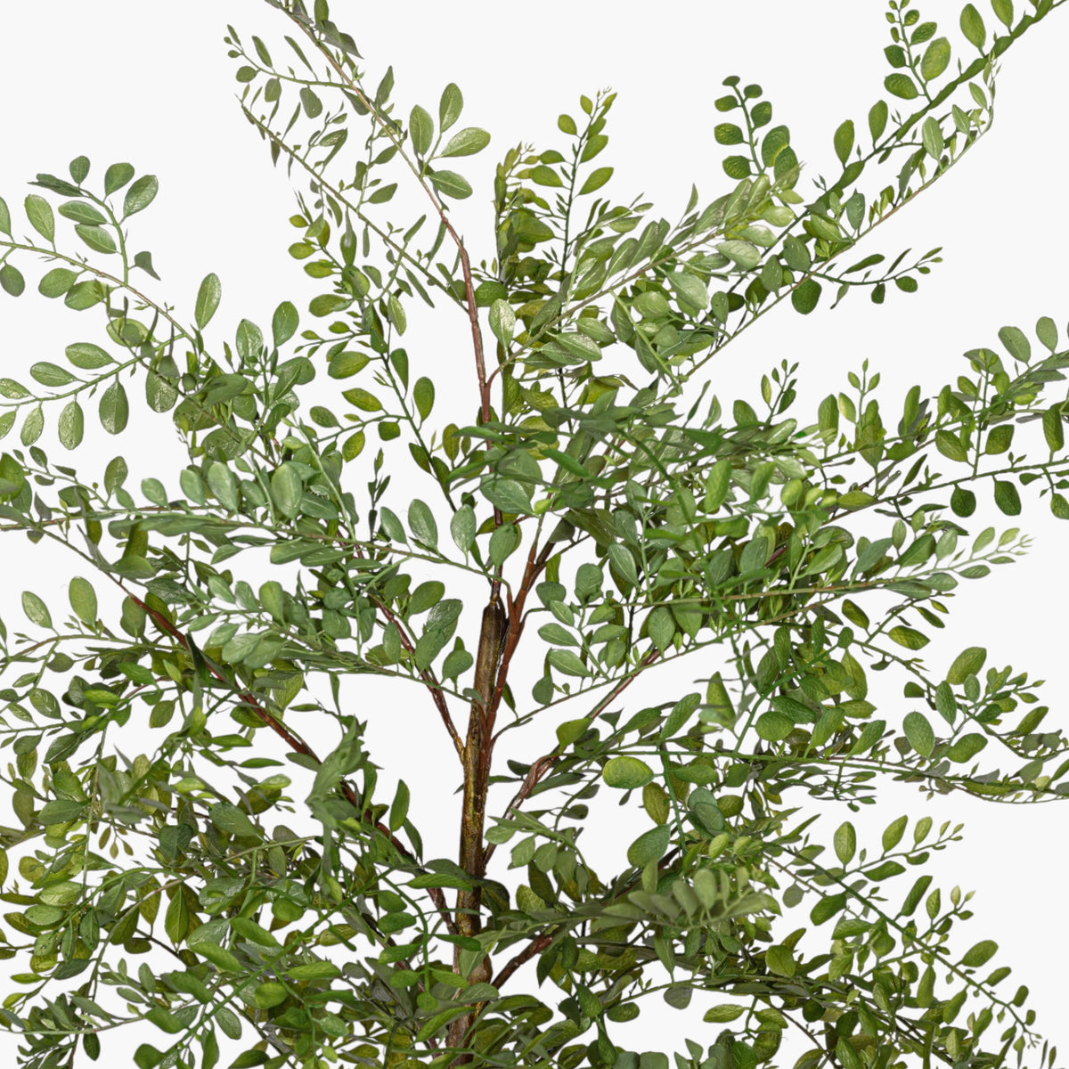 7' Crepe Myrtle Tree FP1523