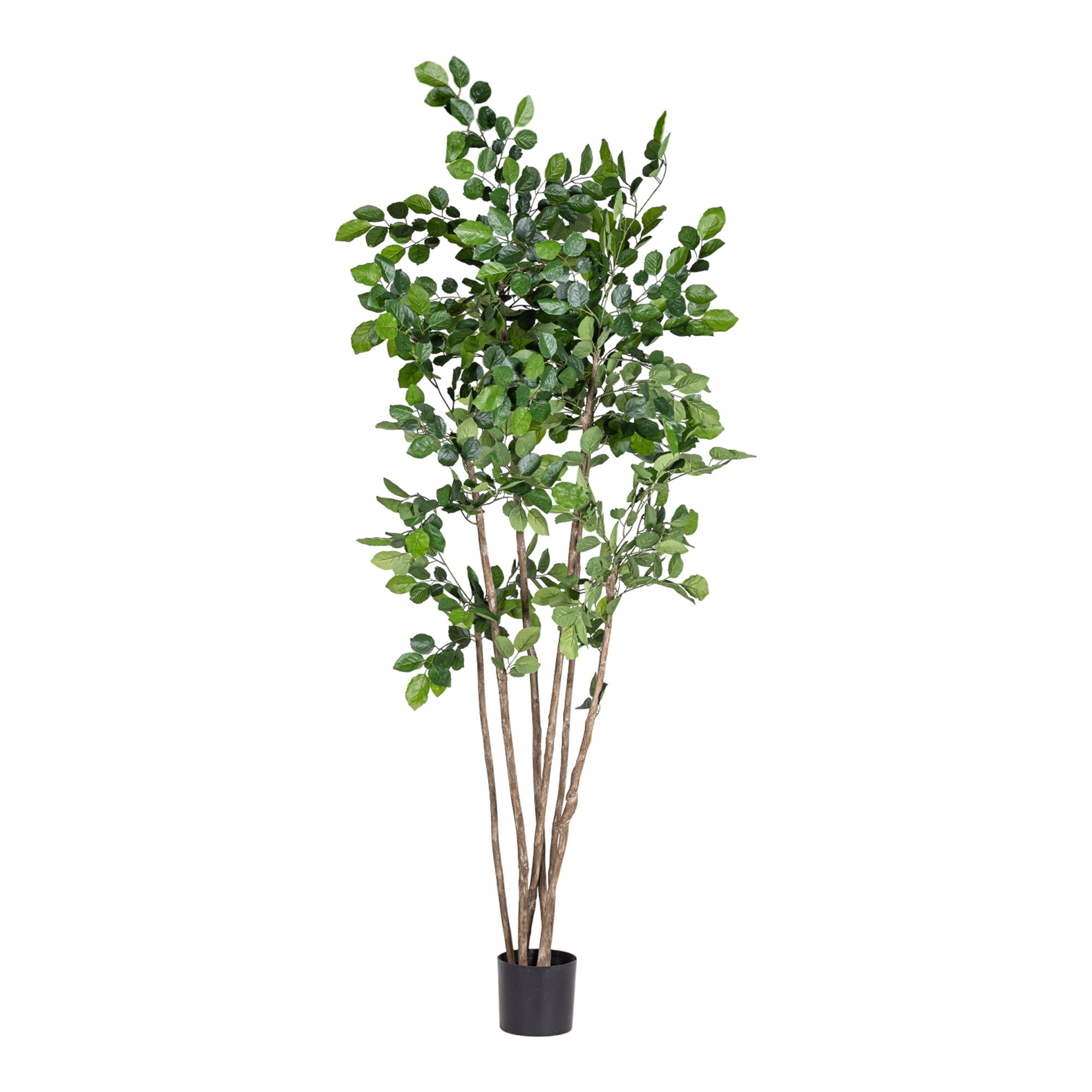 7’ Beech Tree FP1506