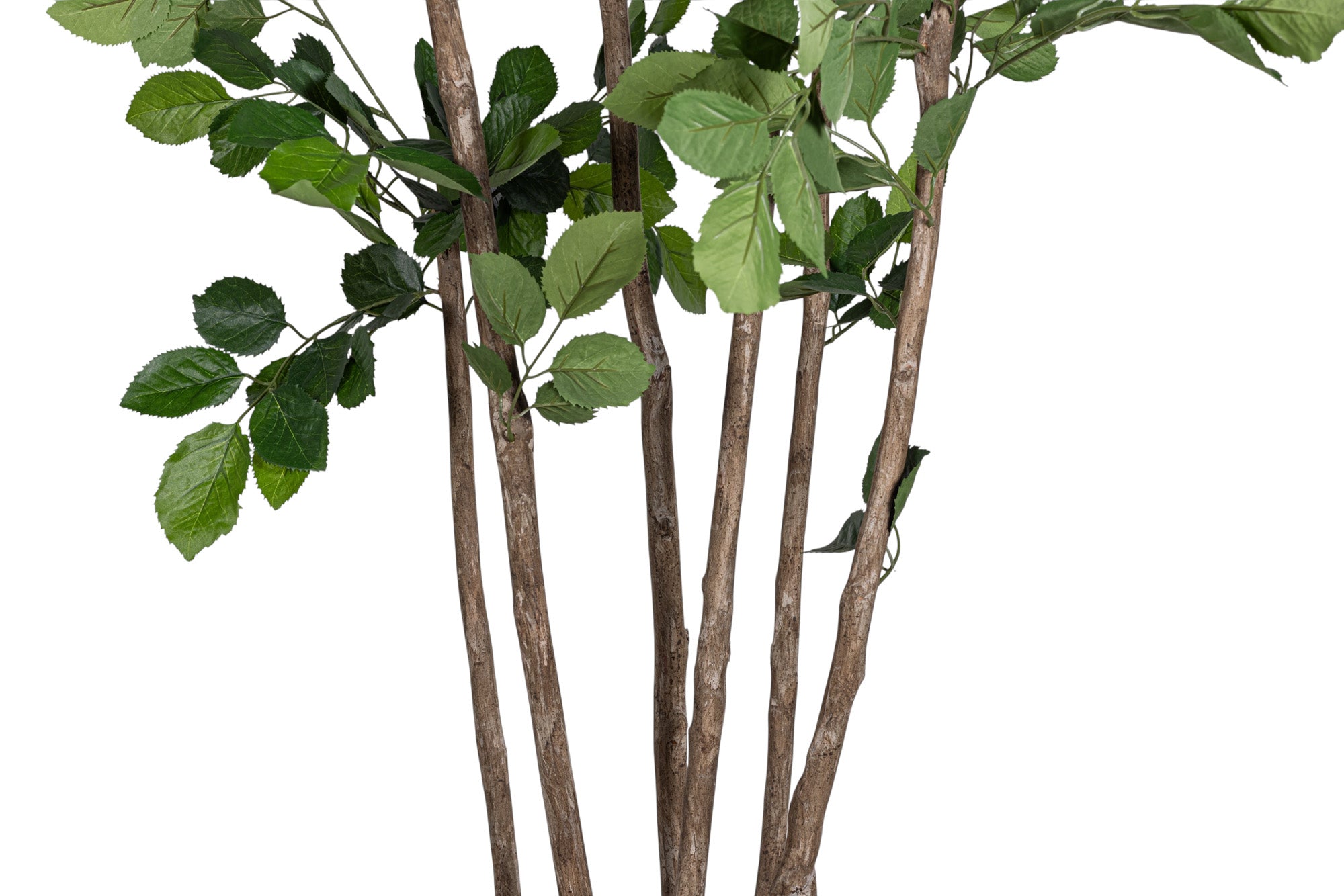 7’ Beech Tree FP1506