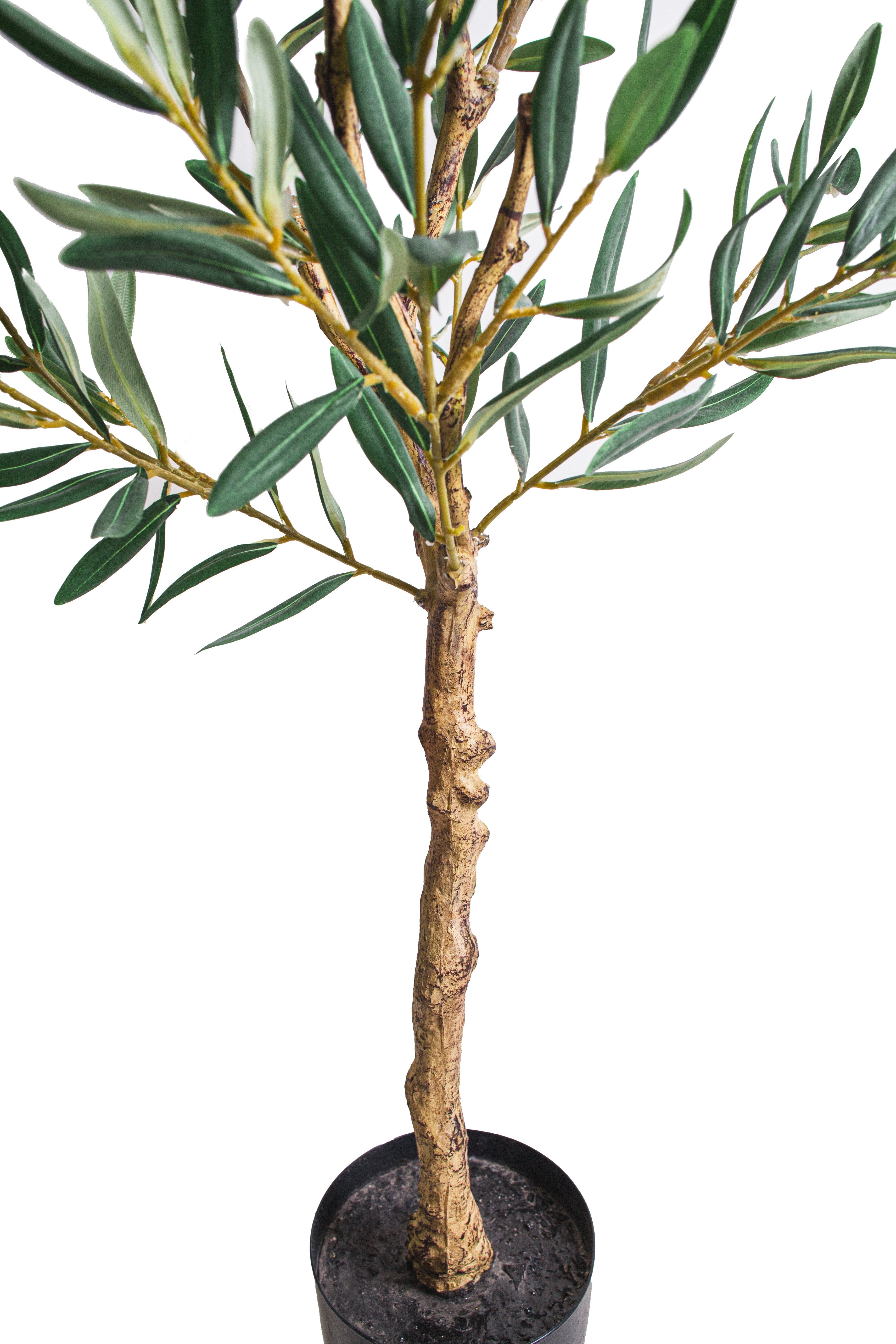 4' Olive Tree    FP1454