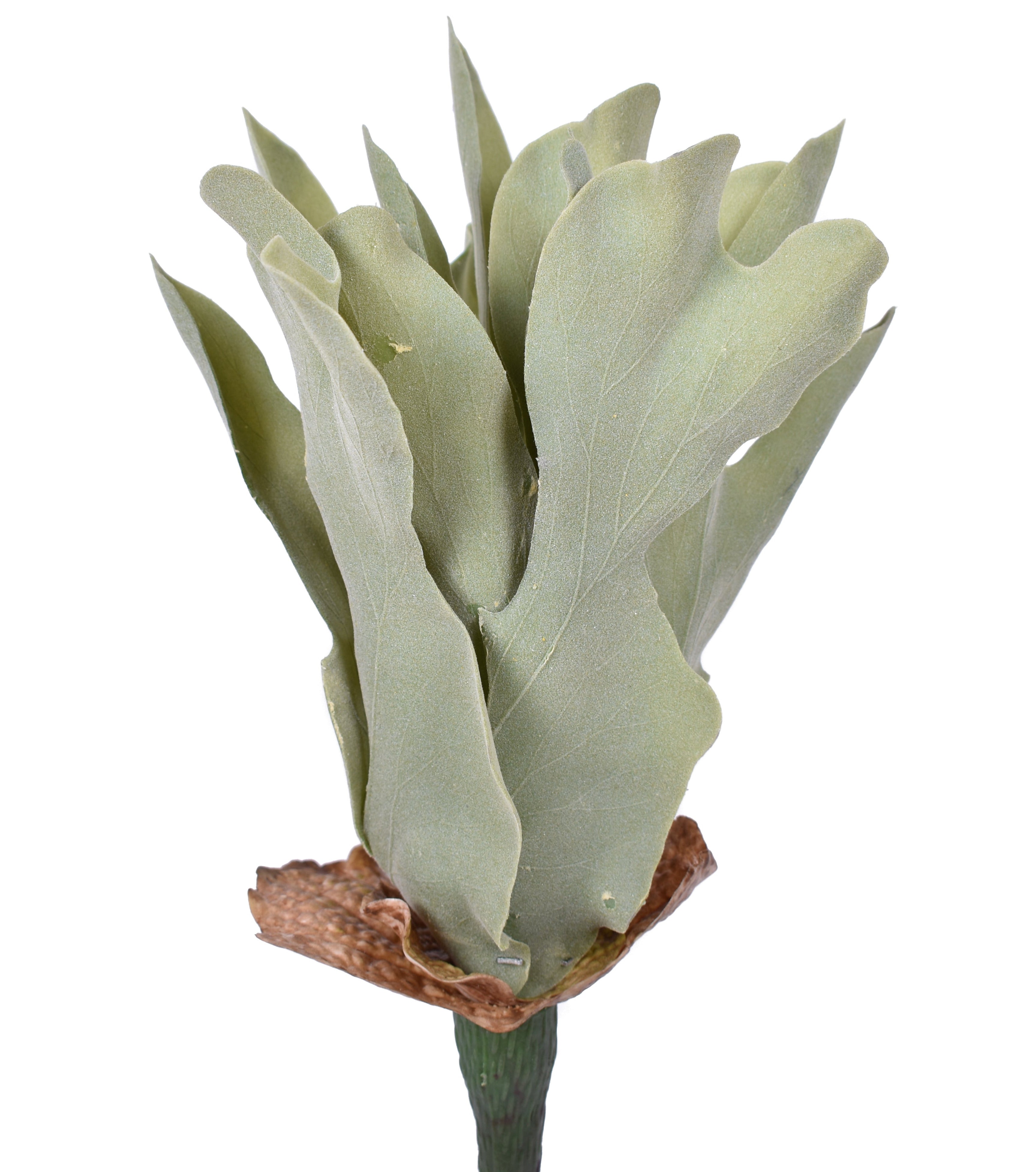 15" UV Protected Staghorn Fern   FR1024UV