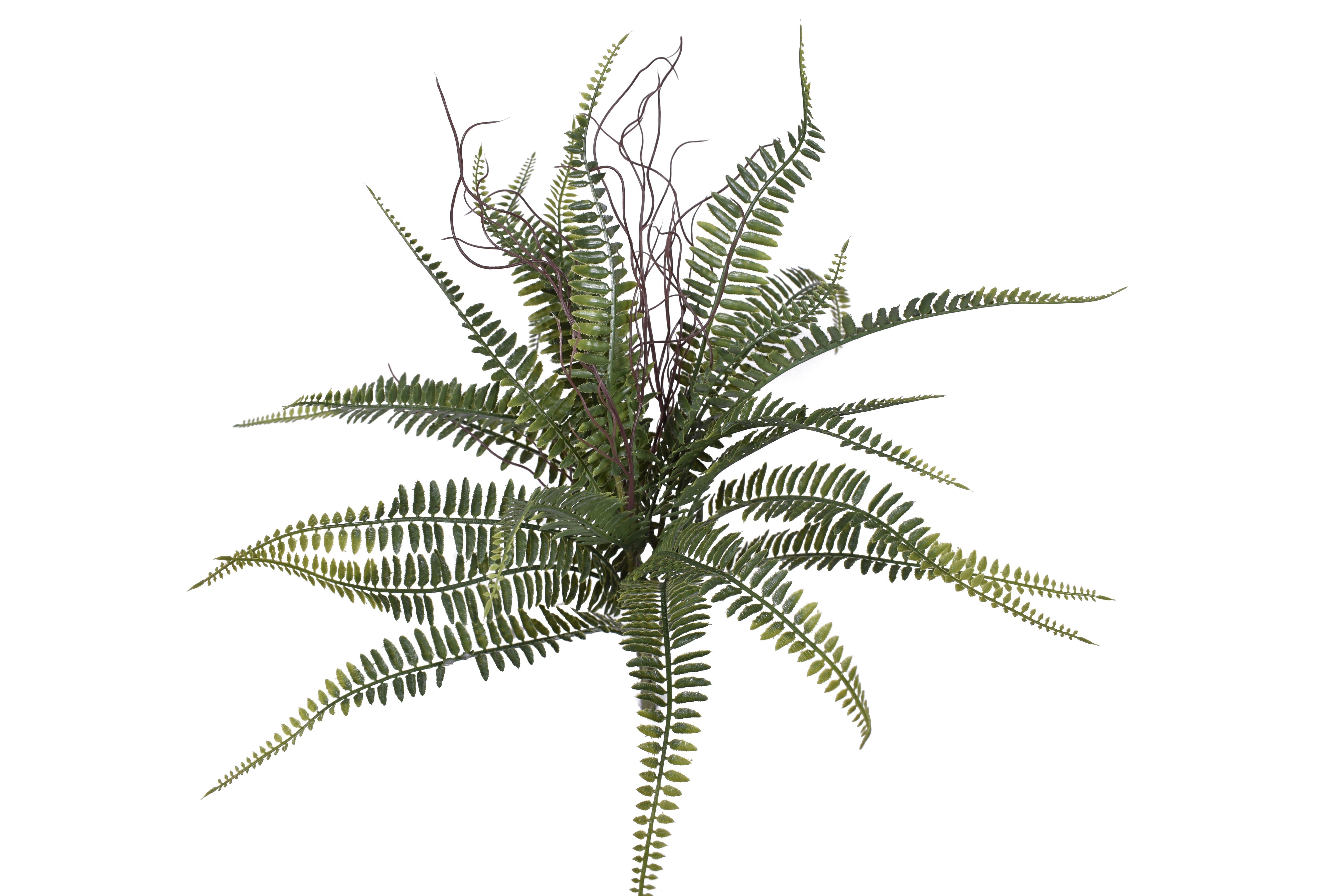 21" Boston Fern- UV Protected    FR1028UV