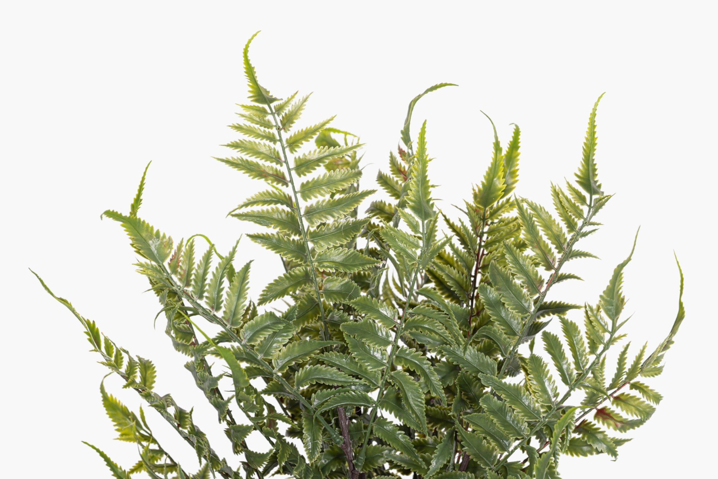19” Fern Stem FR1043