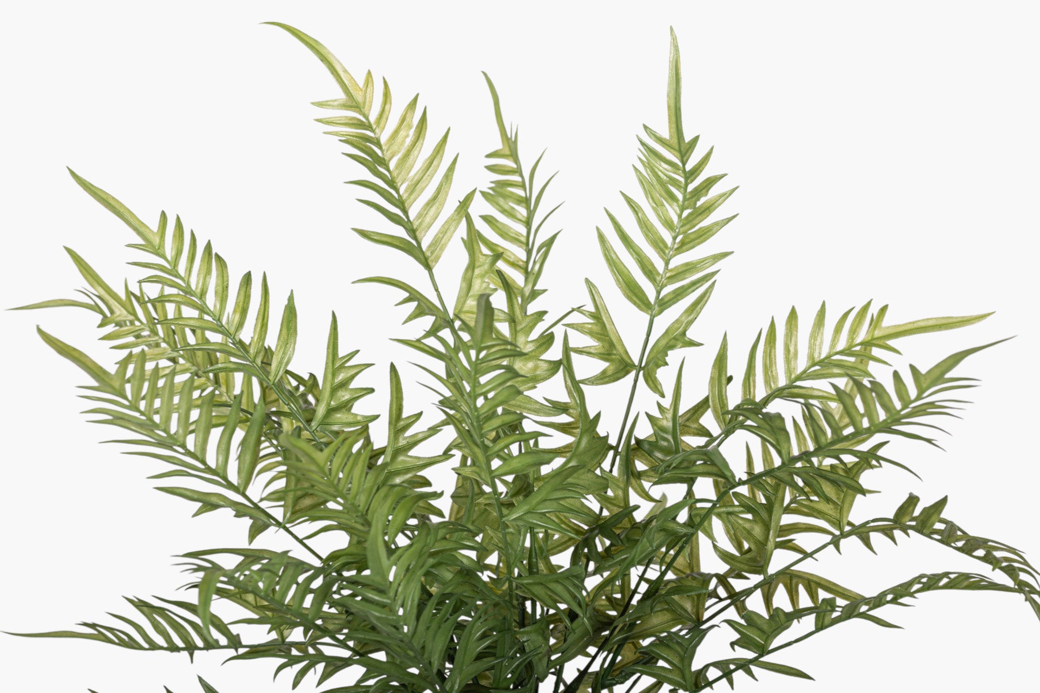 19" Fern Stem FR1044