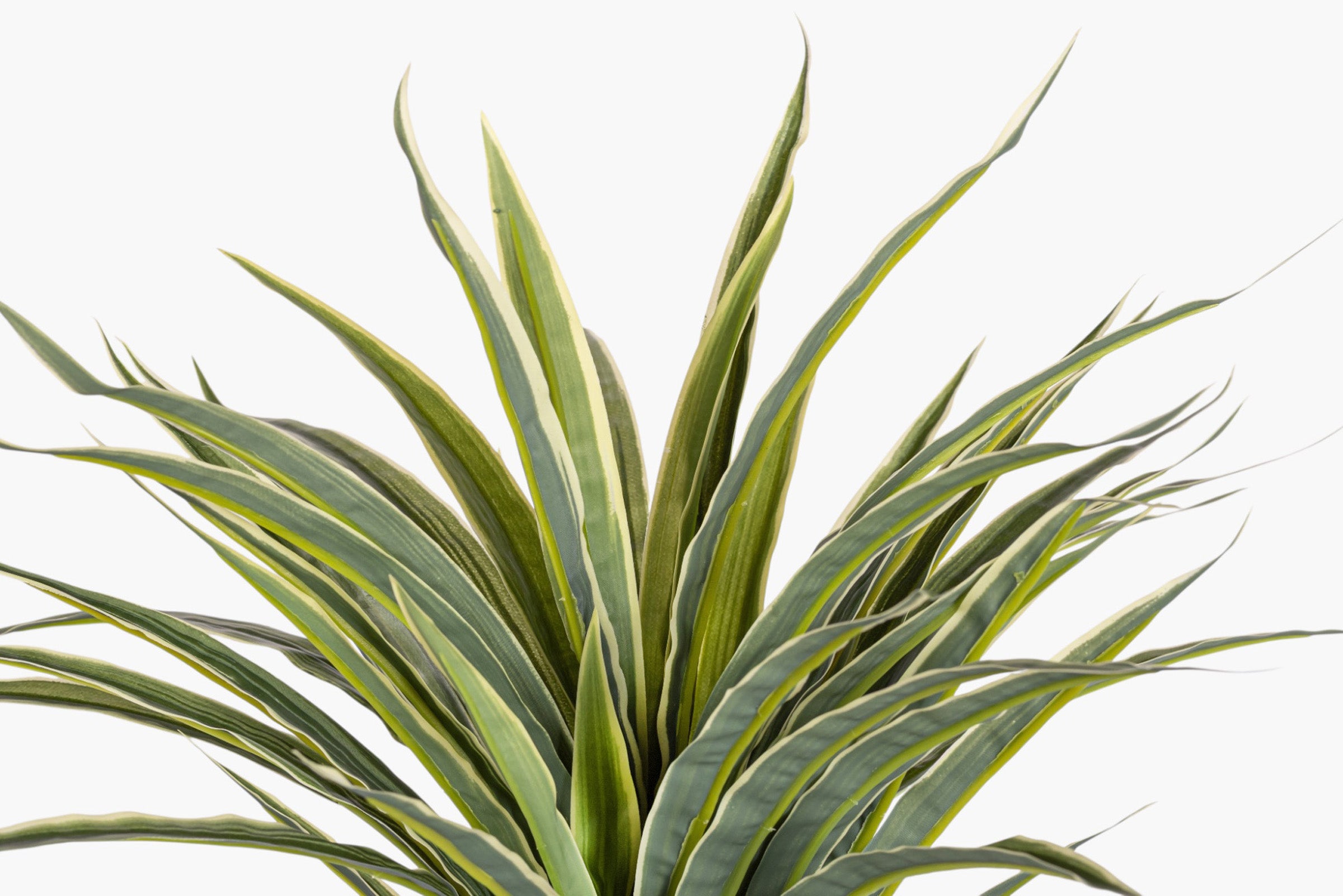 17" Dracaena Bush Stem - UV Treated GS1040