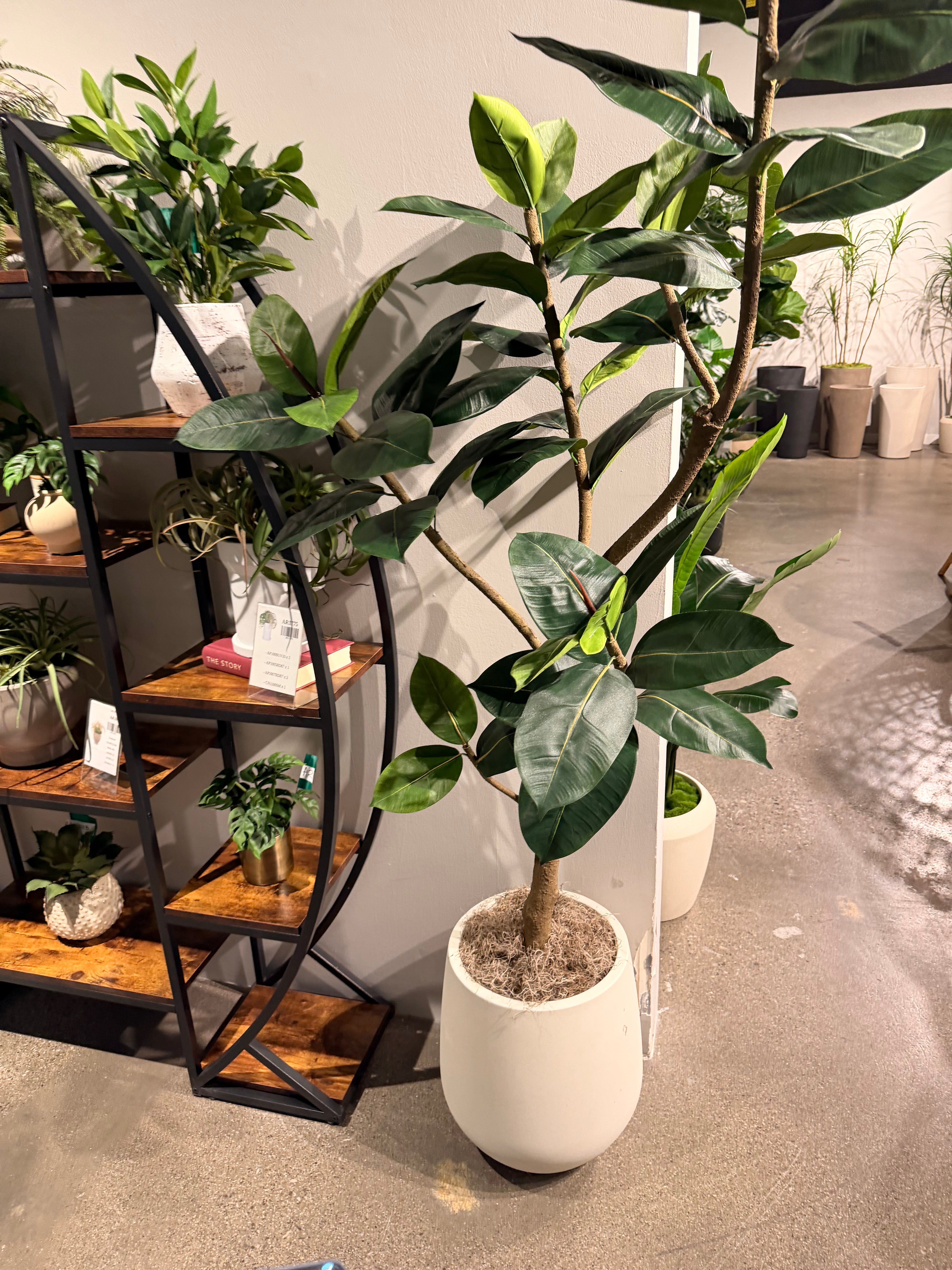 6.5' Rubber Tree in Holden Planter with Spanish Moss PC1514CN1464WH