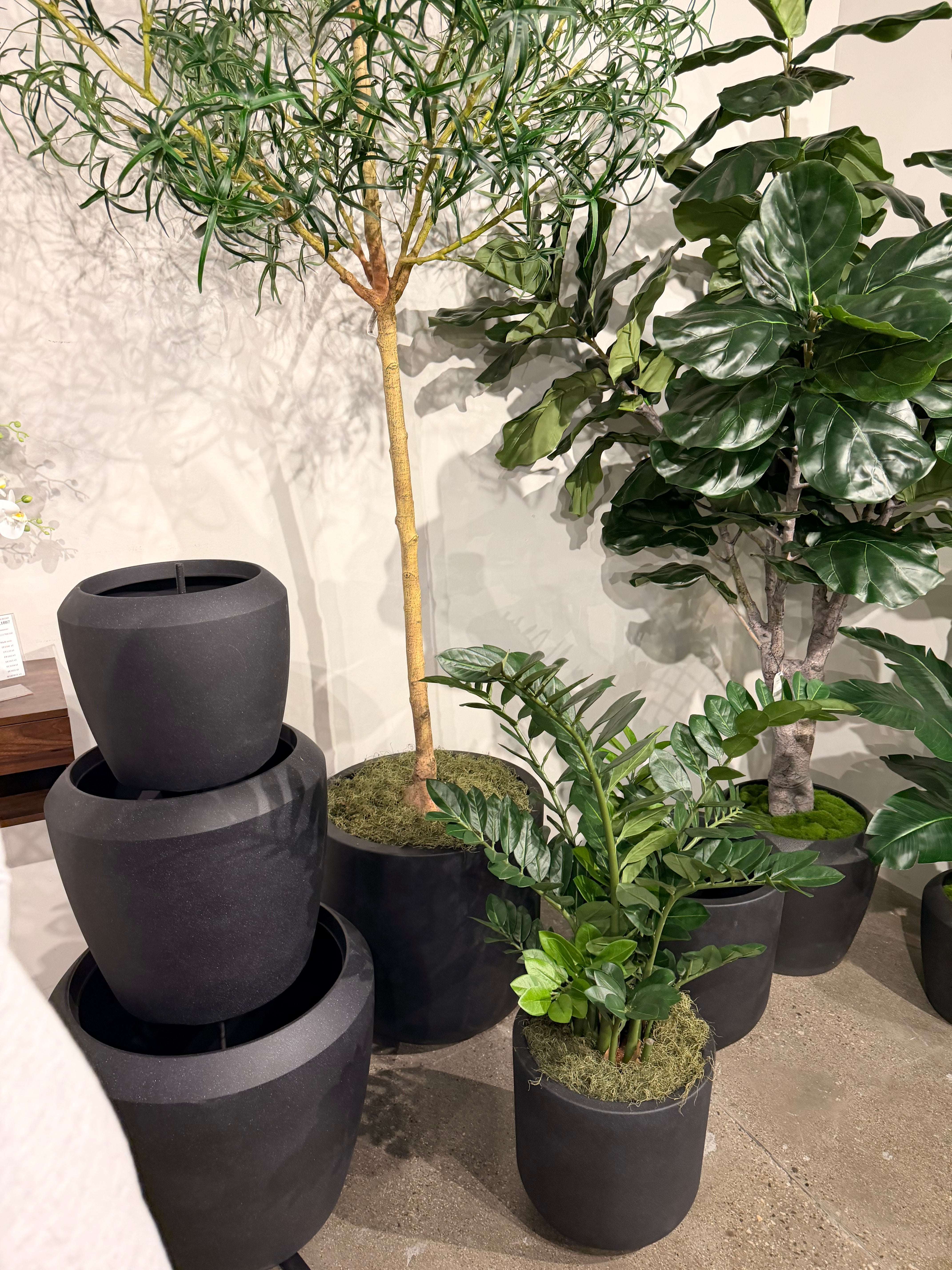ZZ Plant in Sven Planter with Green Spanish Moss PC1179CN1463SM