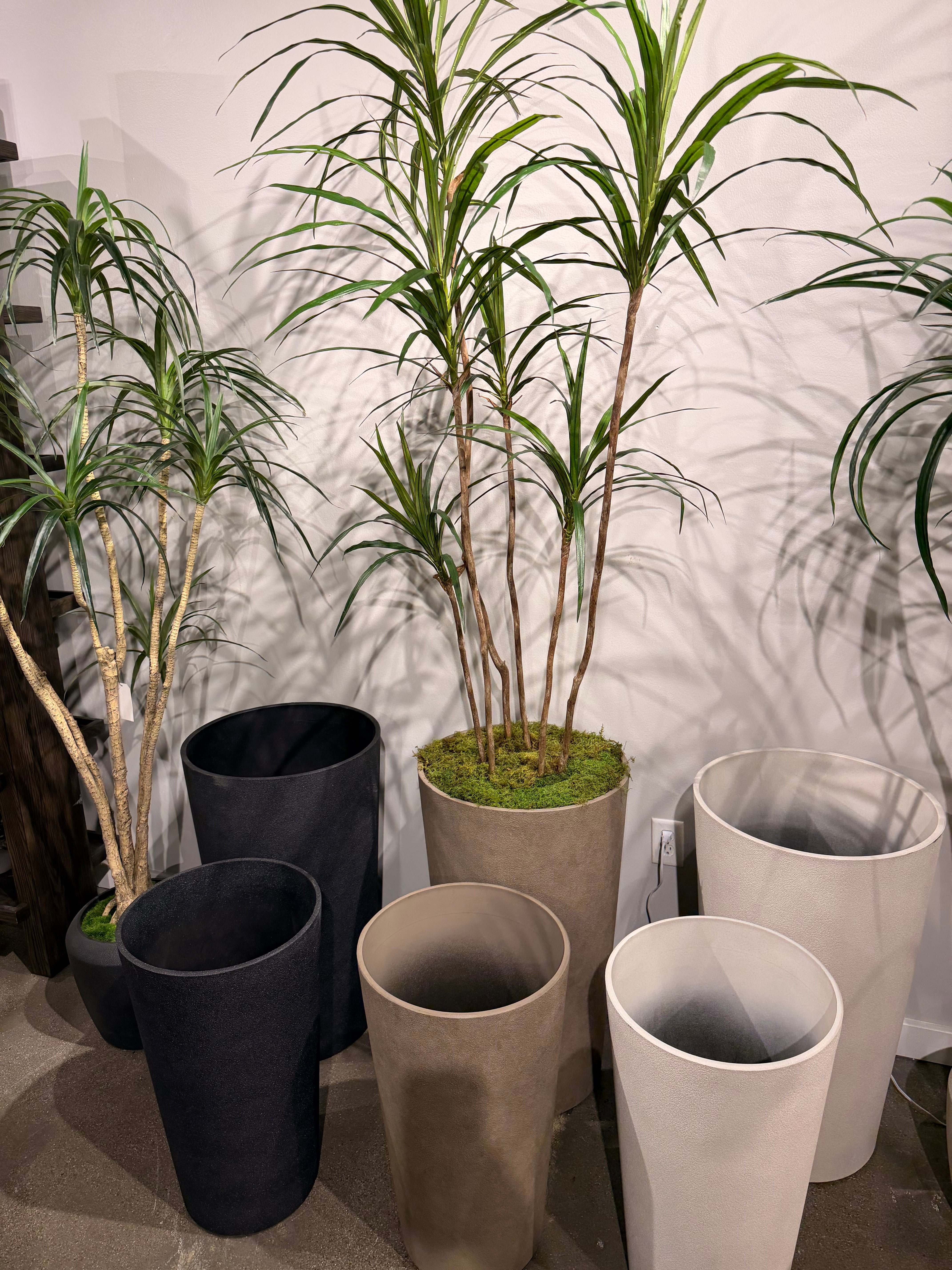 Dracaena Tree in Lester Planter with Sheet Moss PC1430CN1467LG