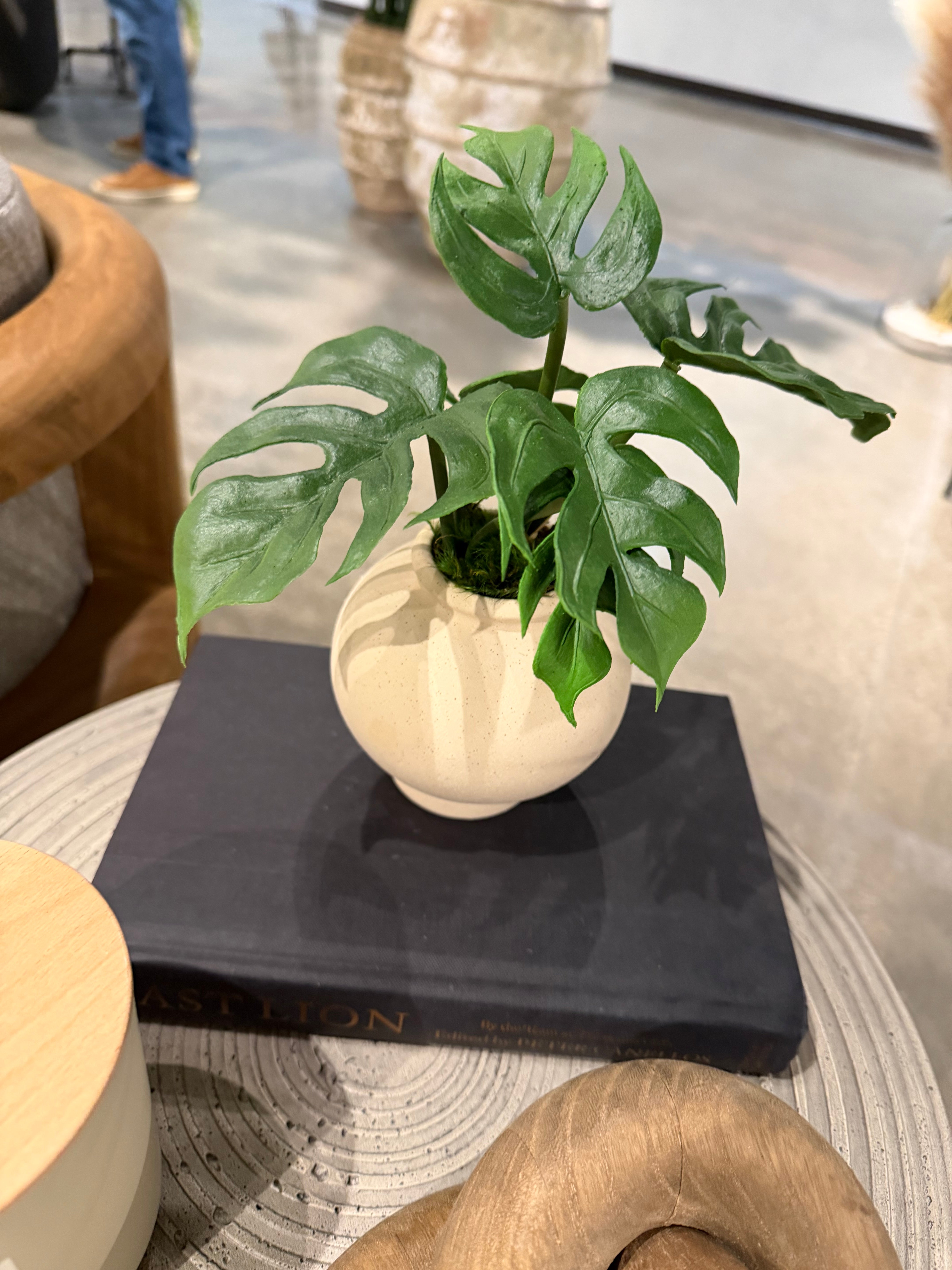 4.25" Stuart Bud Vase with Monstera AR1906