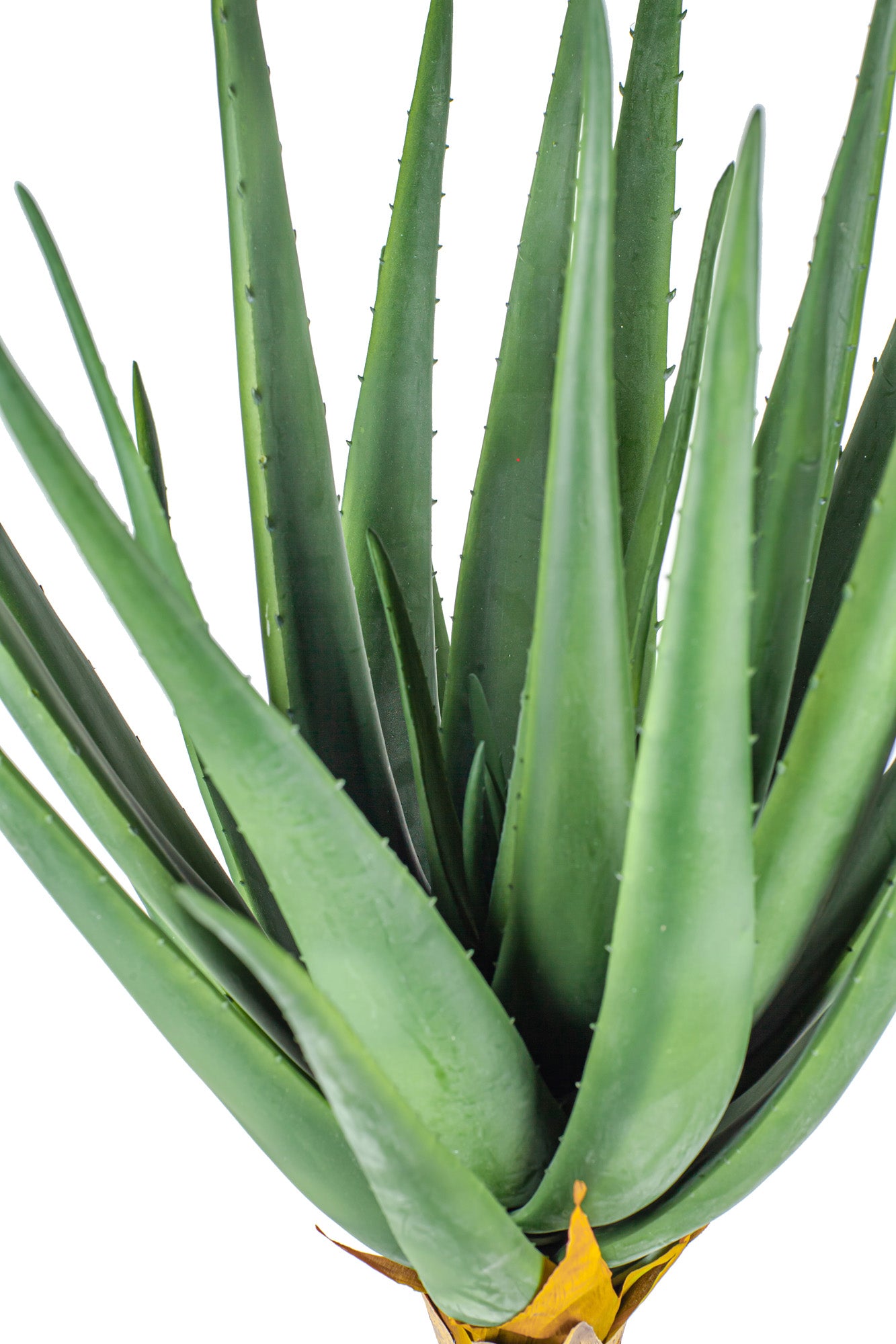 3' Aloe Plant FP1144