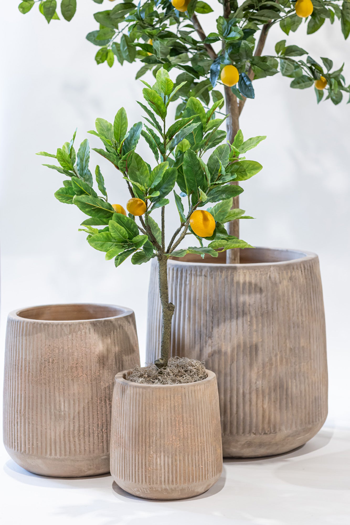 3’ Lemon Tree    FP1168