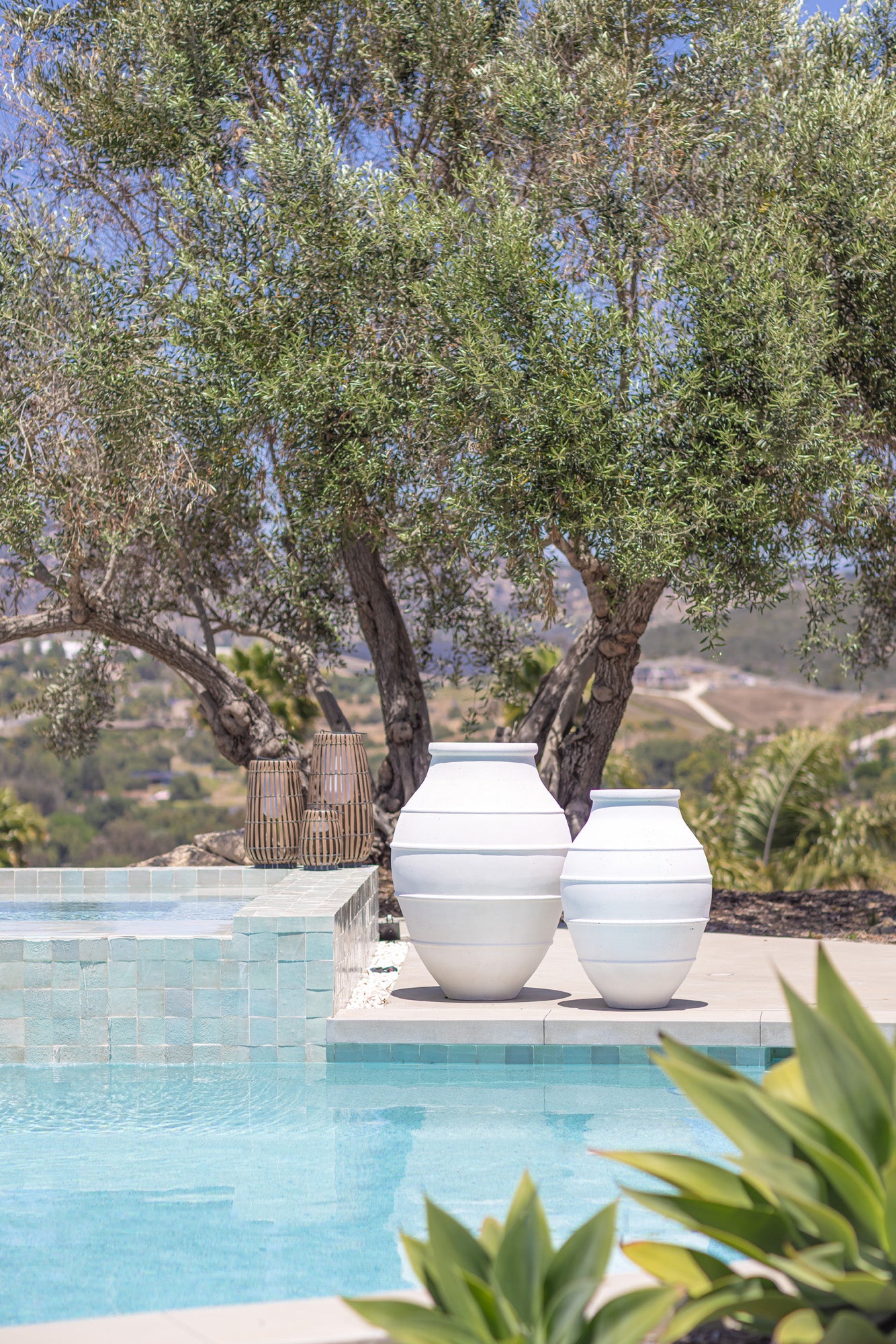 7' Crooked Trunk Olive Tree FP1230