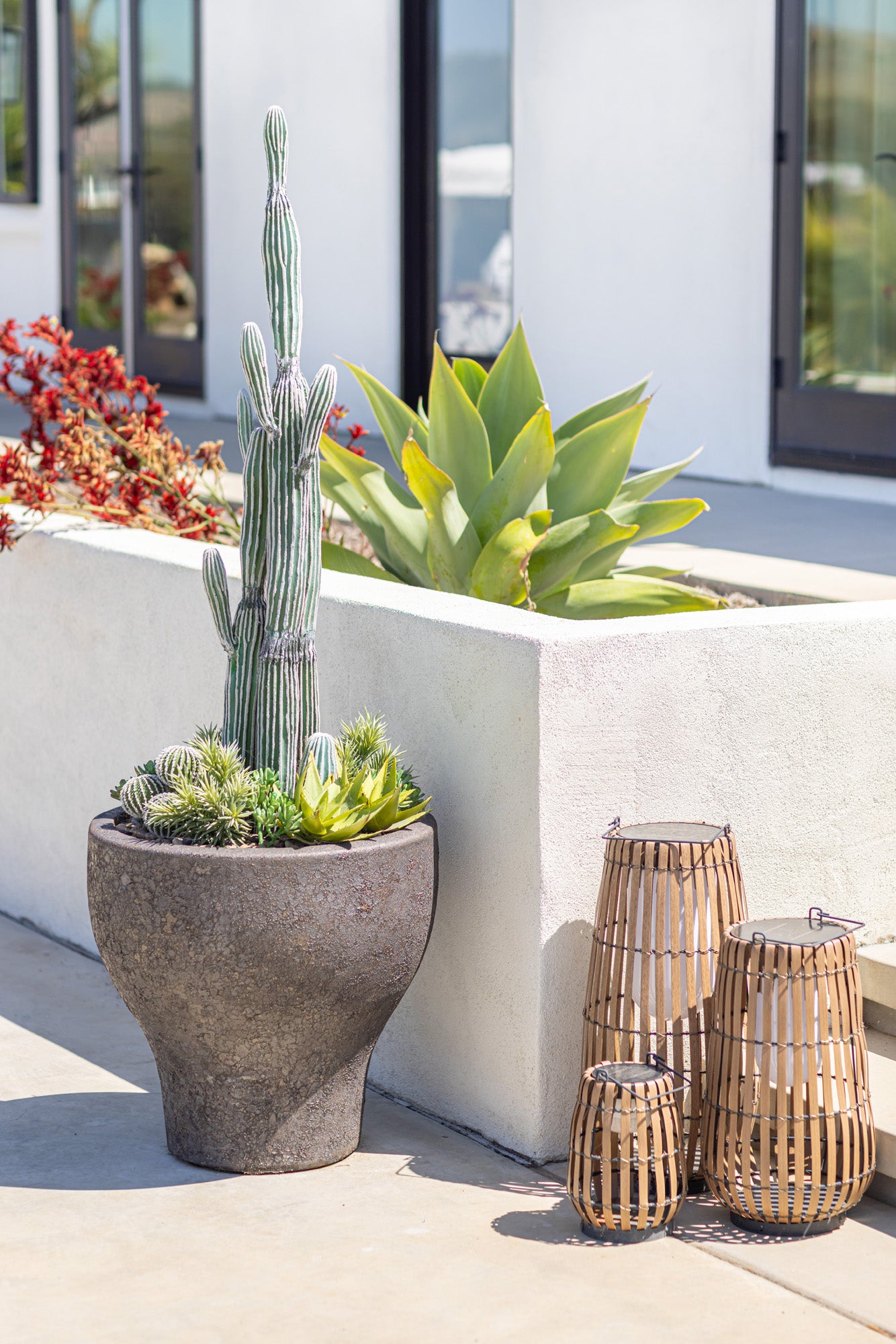 Cereus Cactus Plant-UV Treated