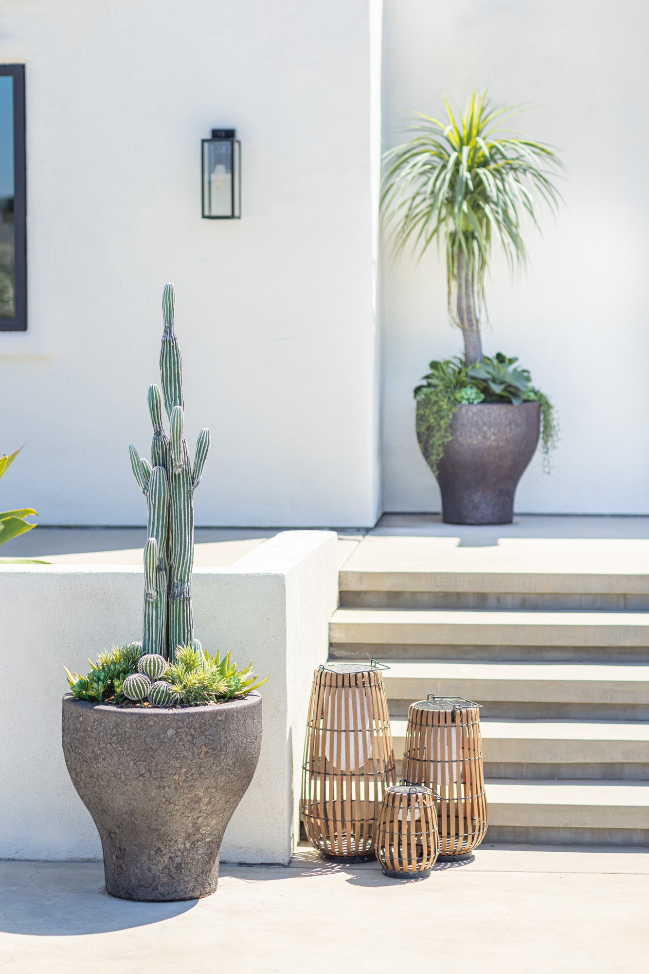 Cereus Cactus Plant-UV Treated