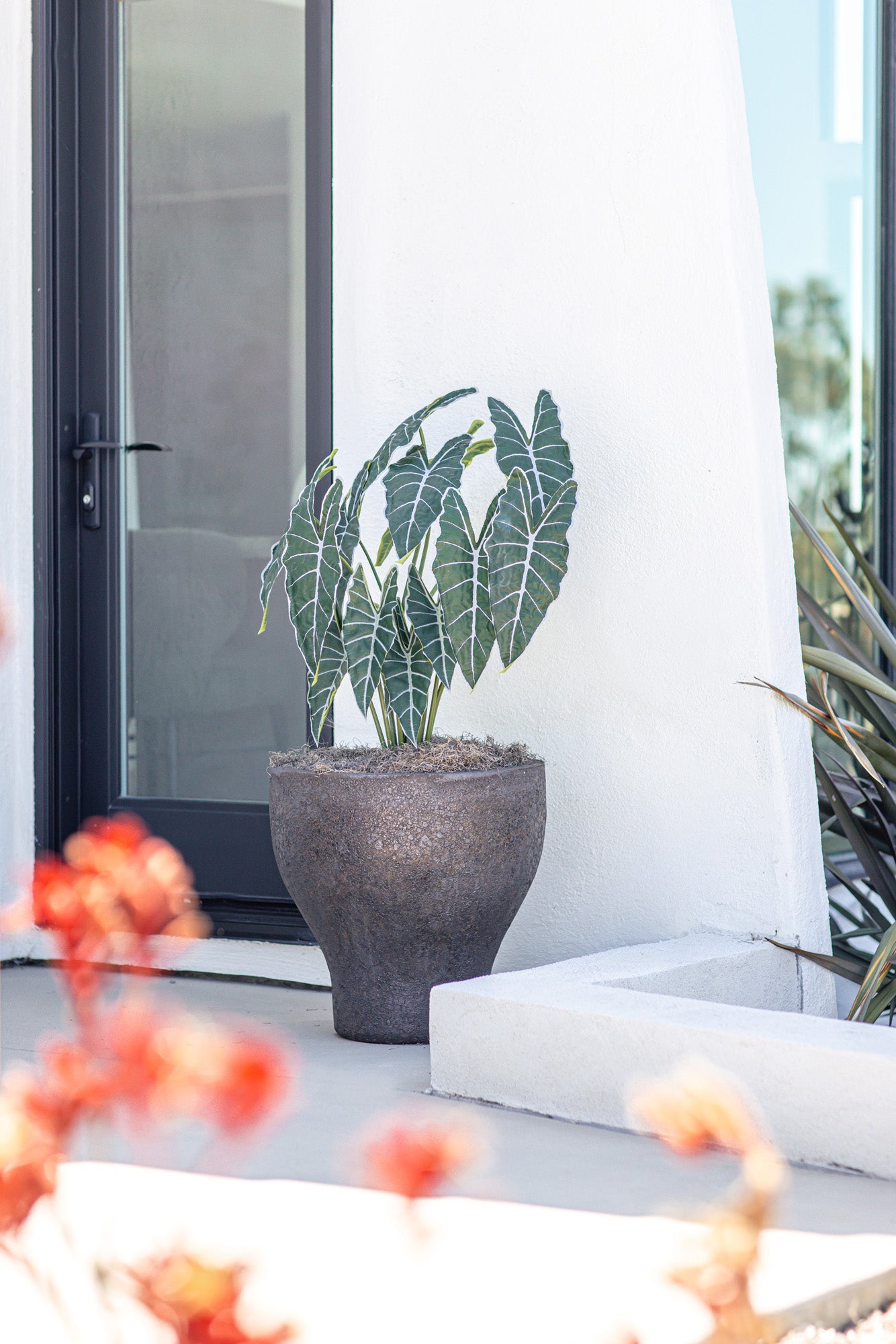 3' Grand Syngonium Bush - UV Treated   FP1325