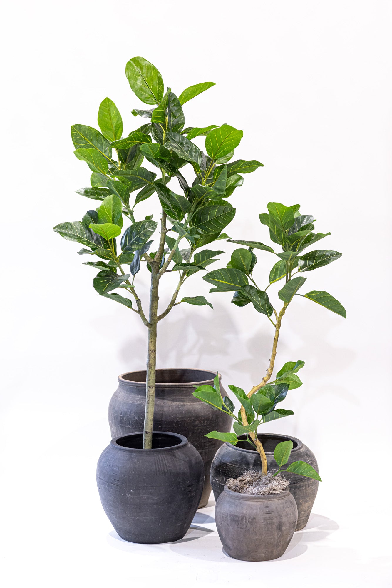 4' Spiral Audrey Ficus     FP1455