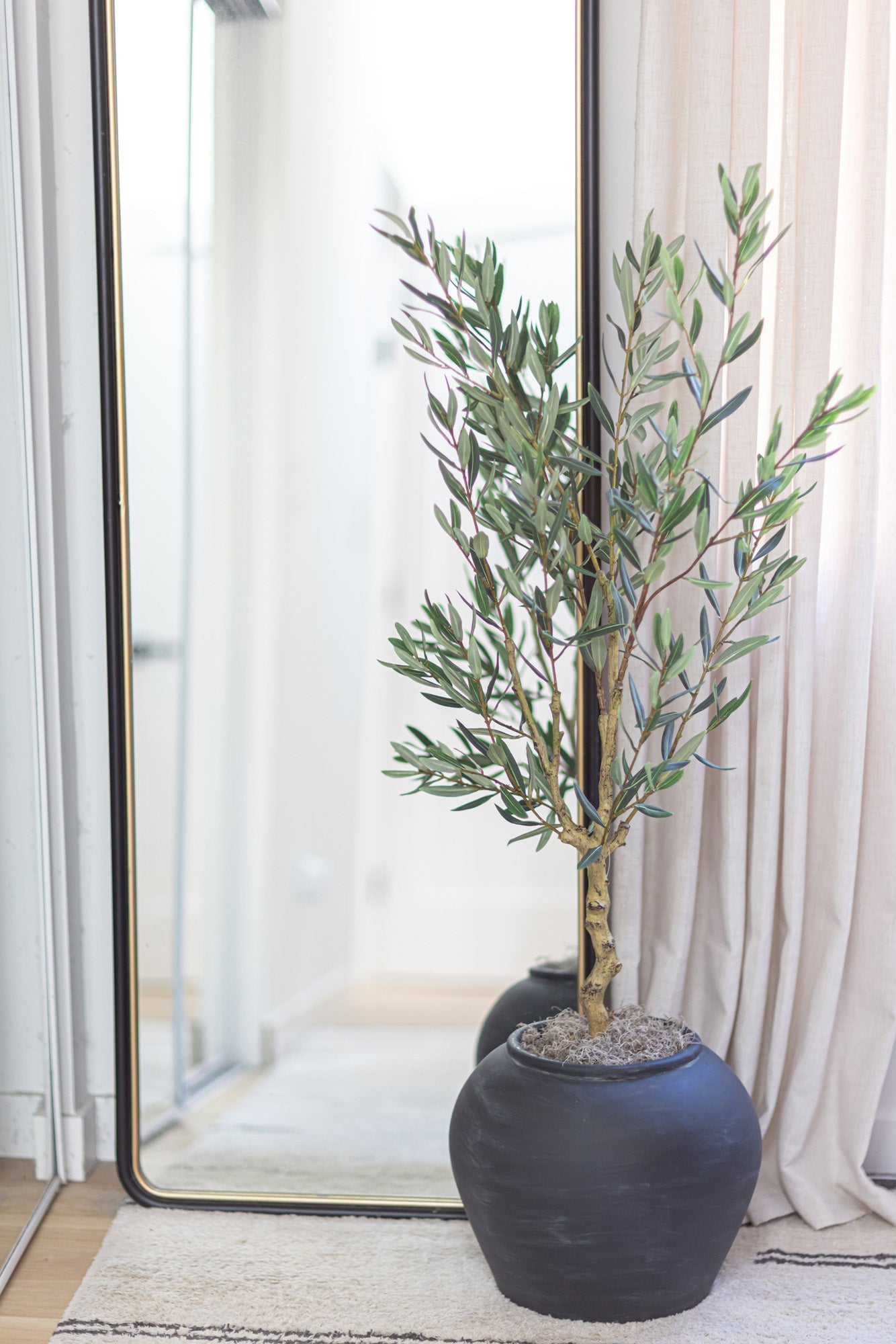 4' Olive Tree    FP1454