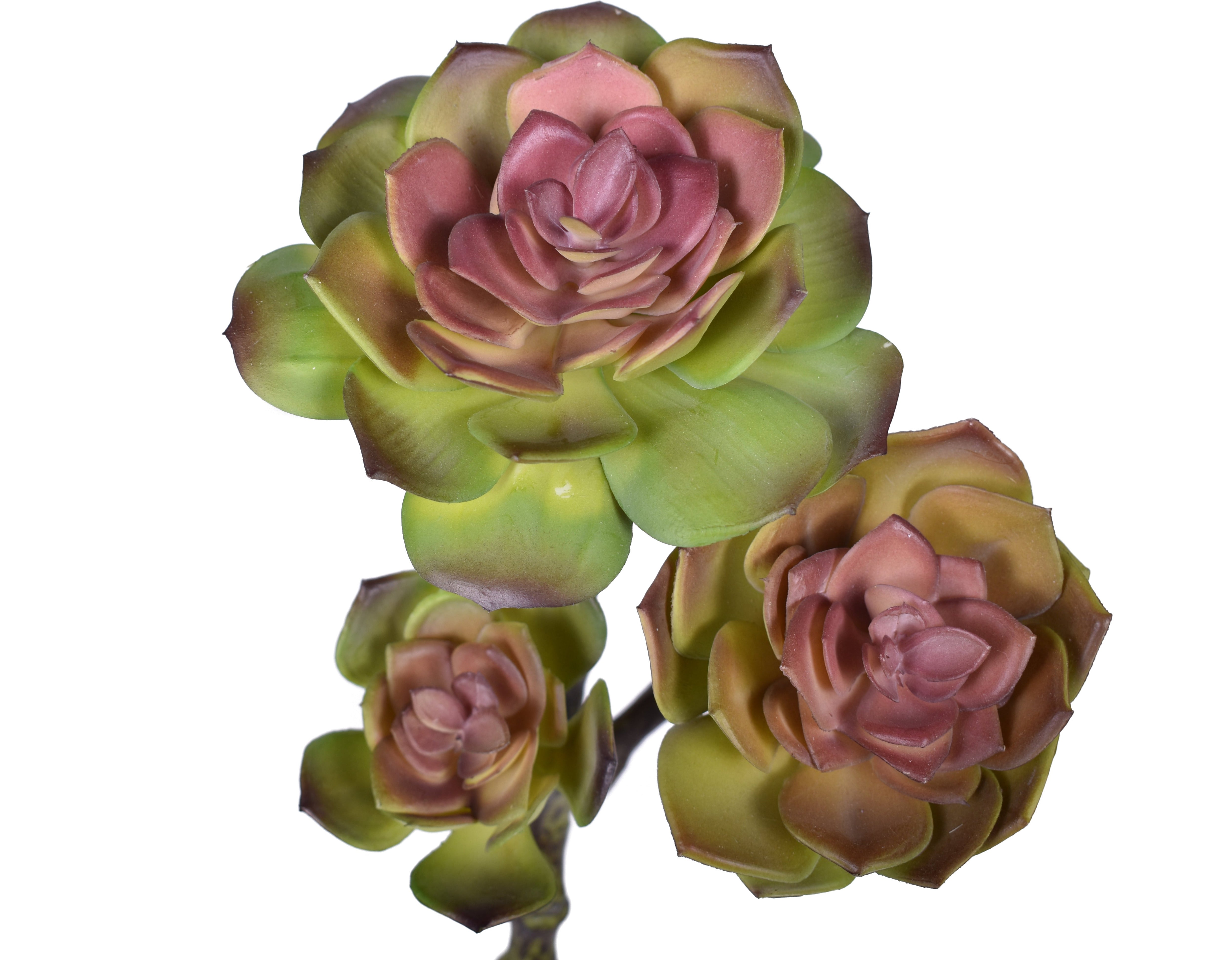 10" Multi Head Echeveria- UV Protected   MH1025UV