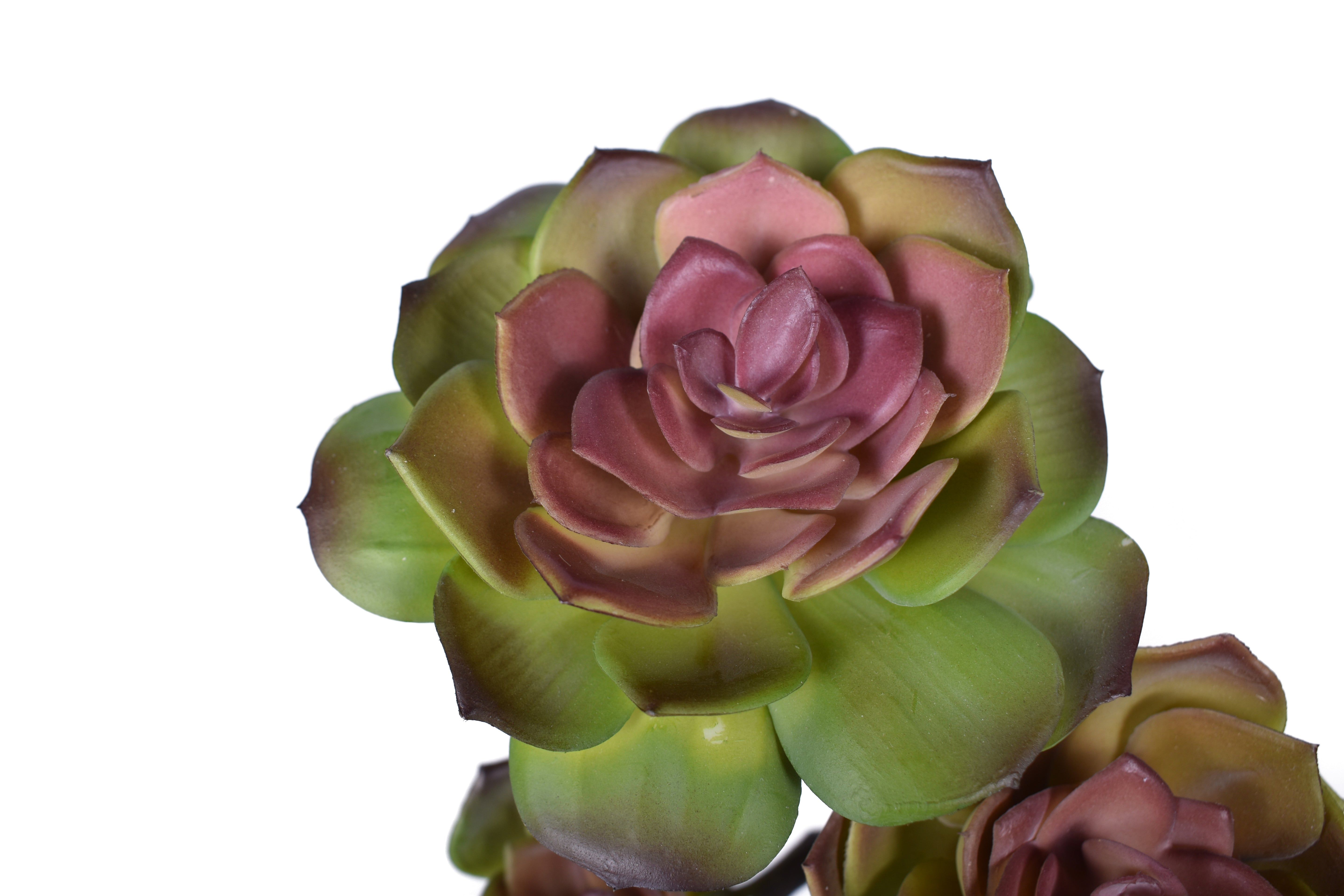 10" Multi Head Echeveria- UV Protected   MH1025UV