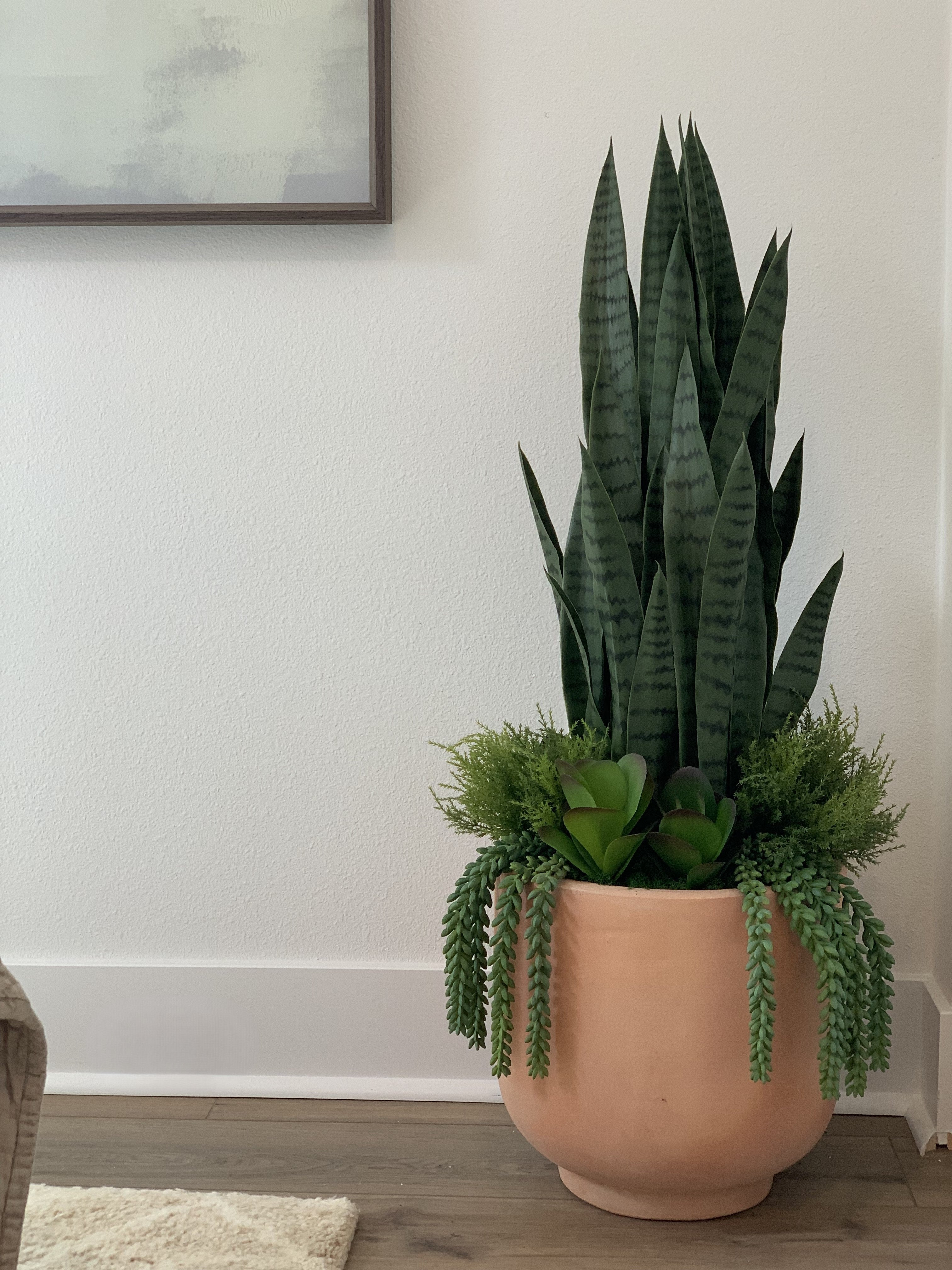 3’ Snake Plant  FP1313