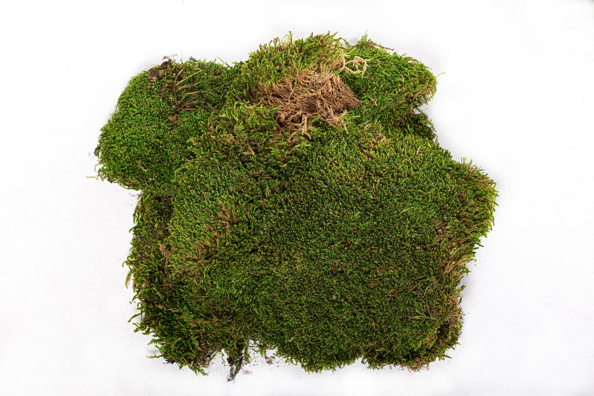 Sheet Moss 3lb Bag   FA1014