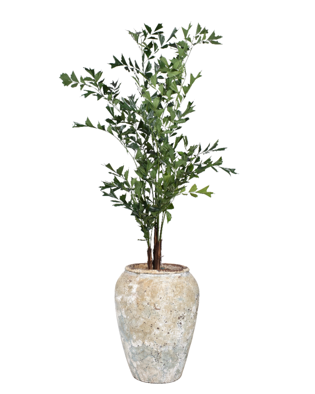 9' Fishtail Palm in Atlas Planter PC1251CN1372LG