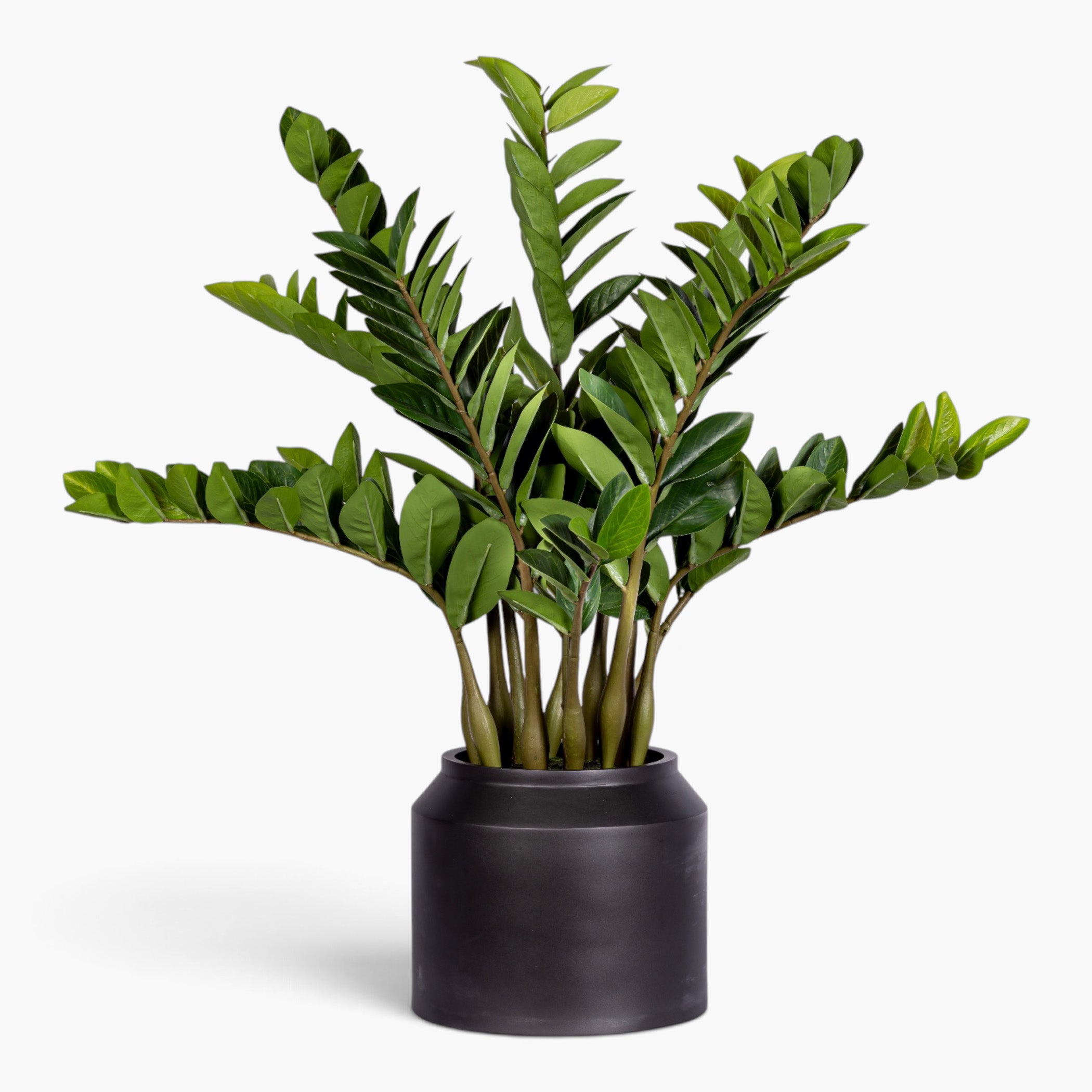 3' ZZ Plant in White Pot | Black Pot