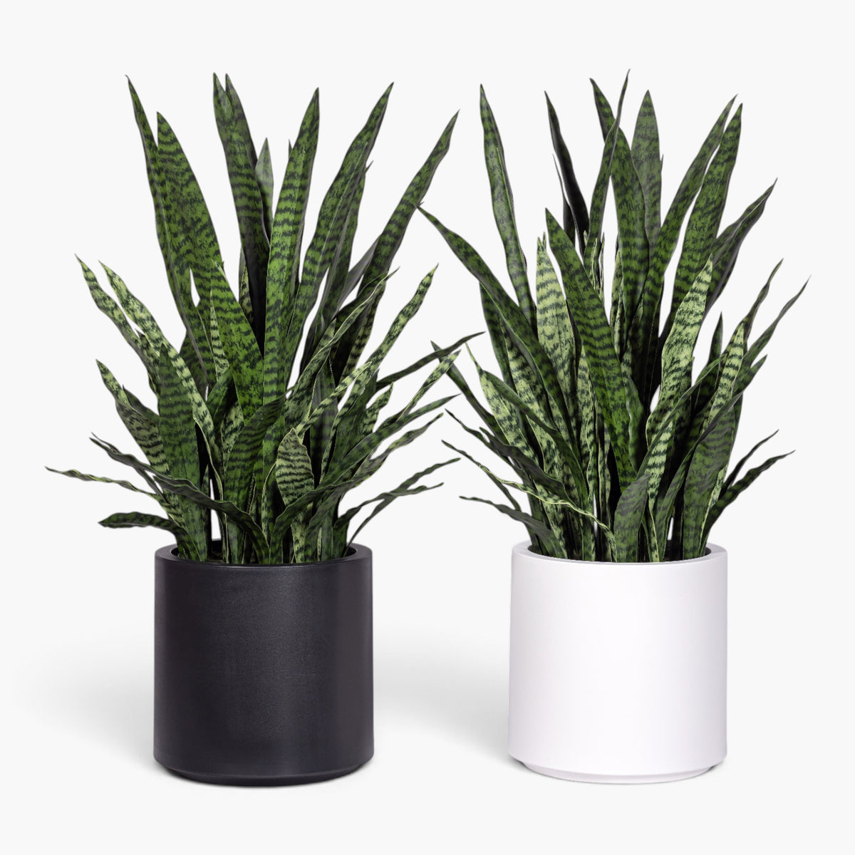 3.5' Snake Plant in White Pot | Black Pot