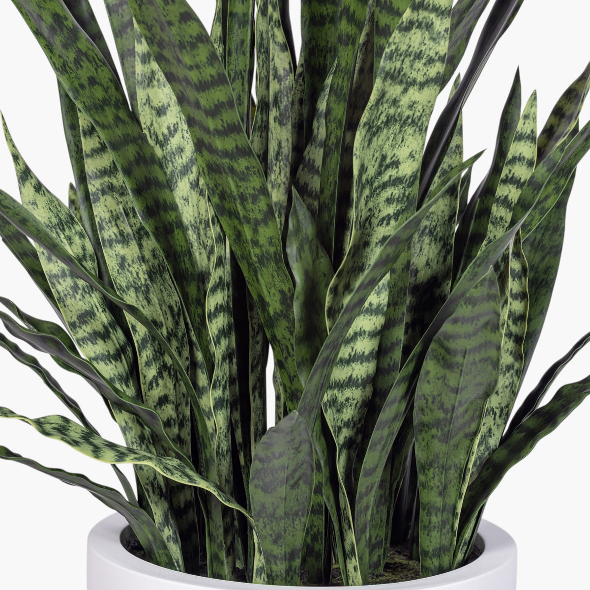 3.5' Snake Plant in White Pot | Black Pot
