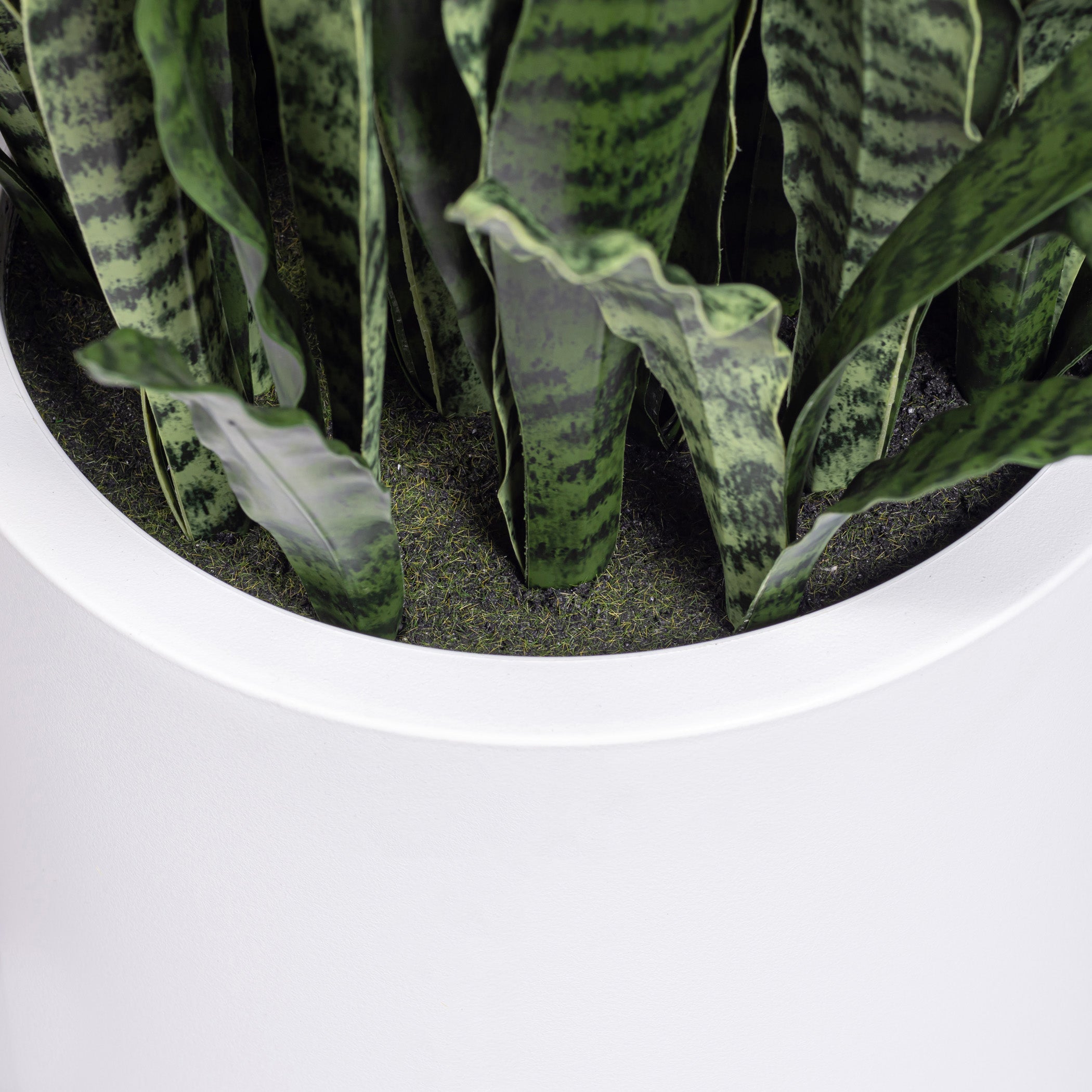 3.5' Snake Plant in White Pot | Black Pot