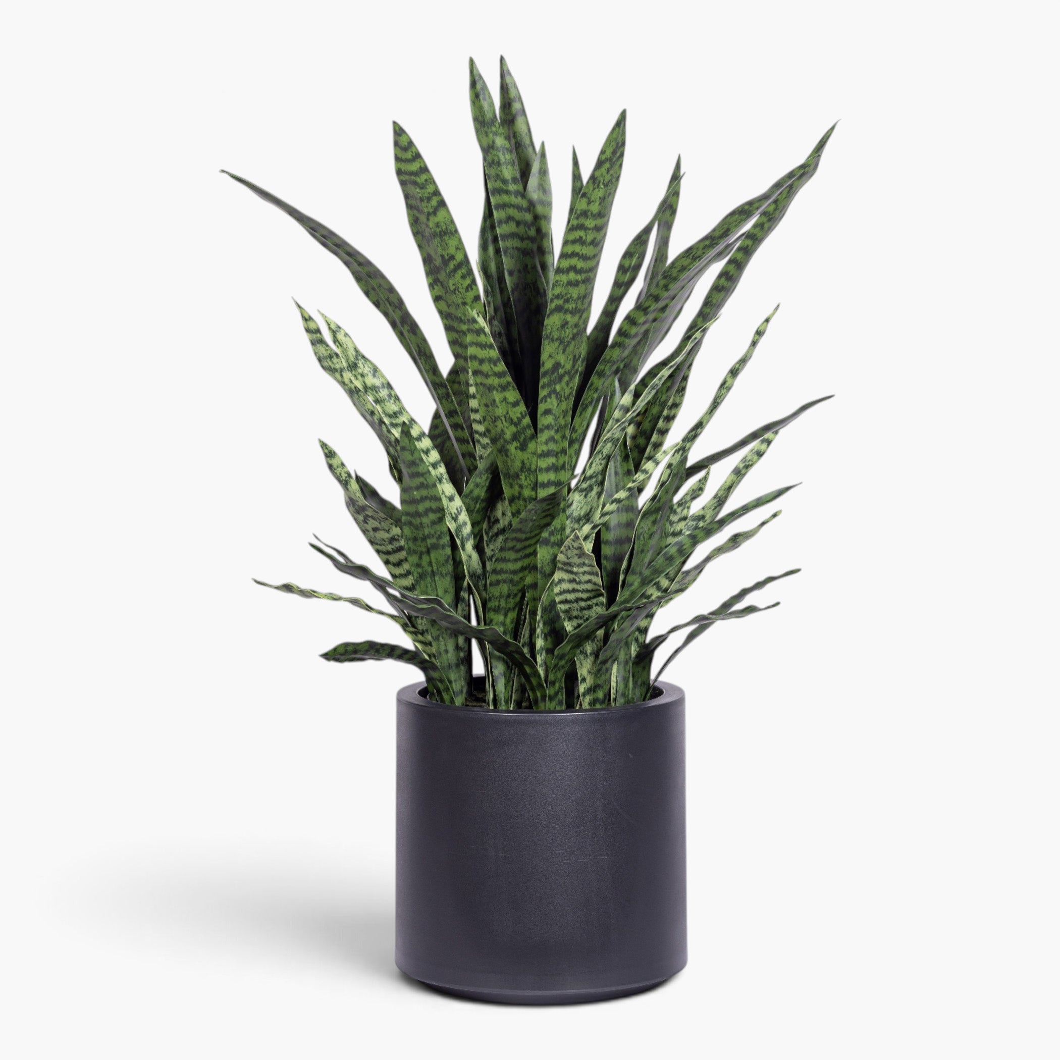 3.5' Snake Plant in White Pot | Black Pot