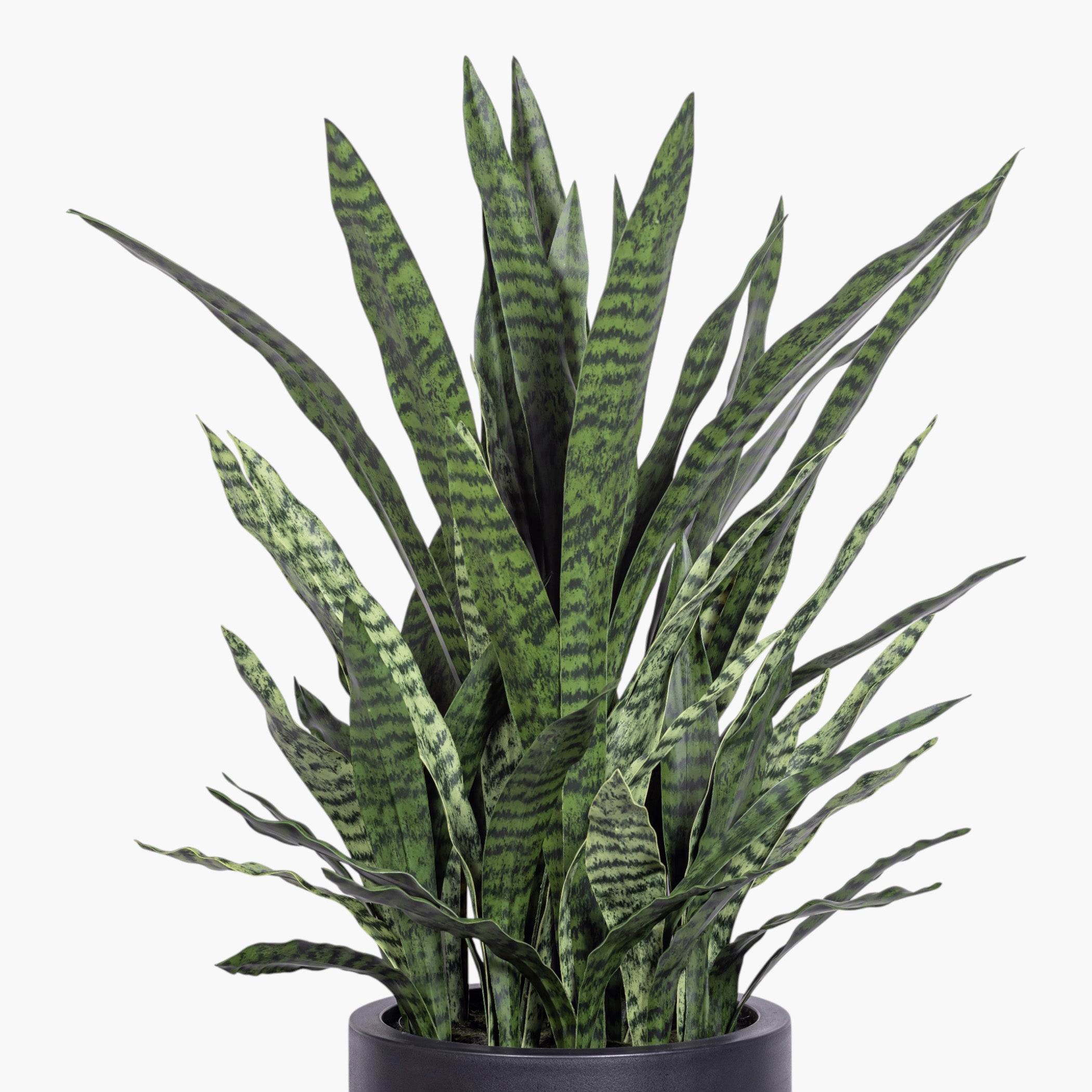 3.5' Snake Plant in White Pot | Black Pot