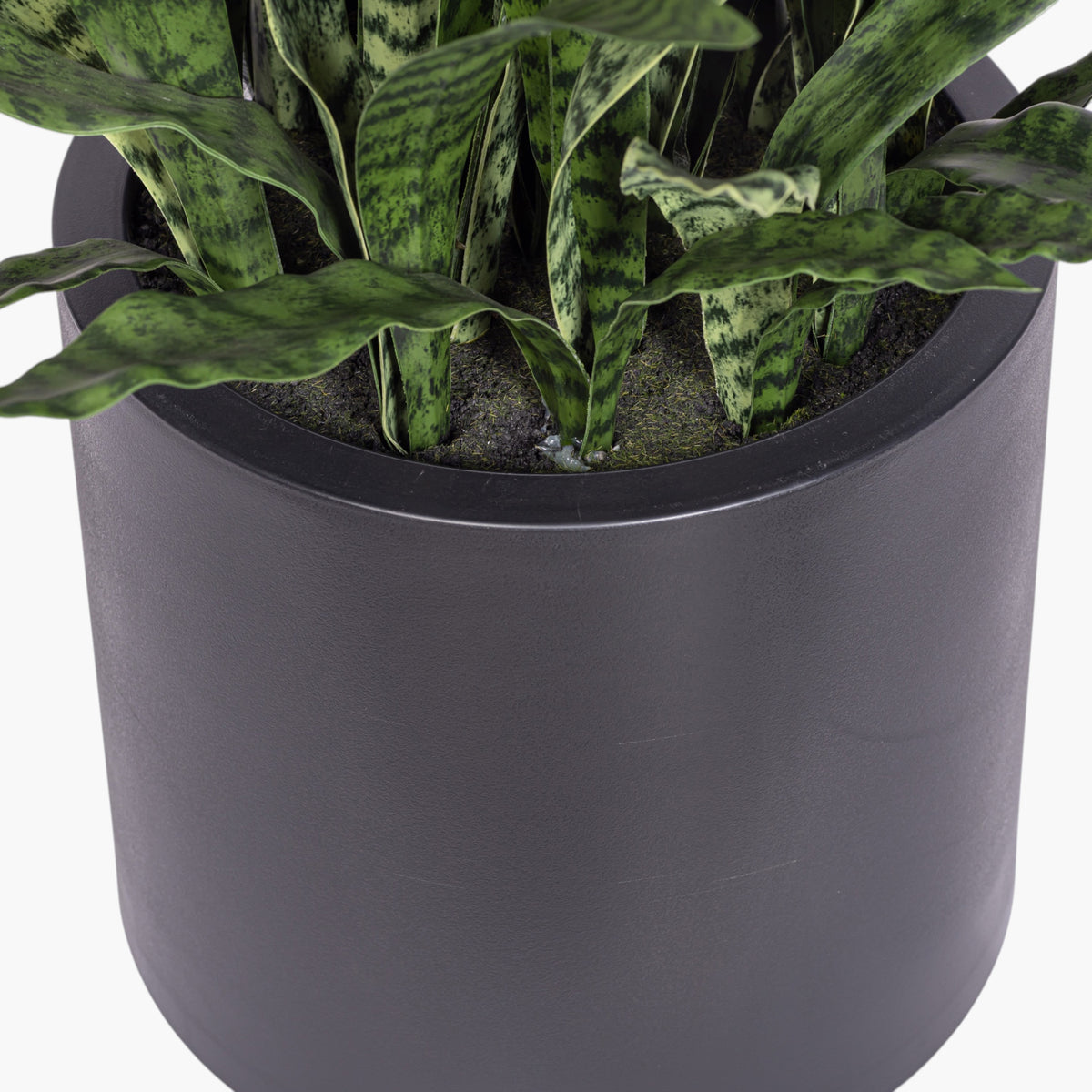 3.5' Snake Plant in White Pot | Black Pot