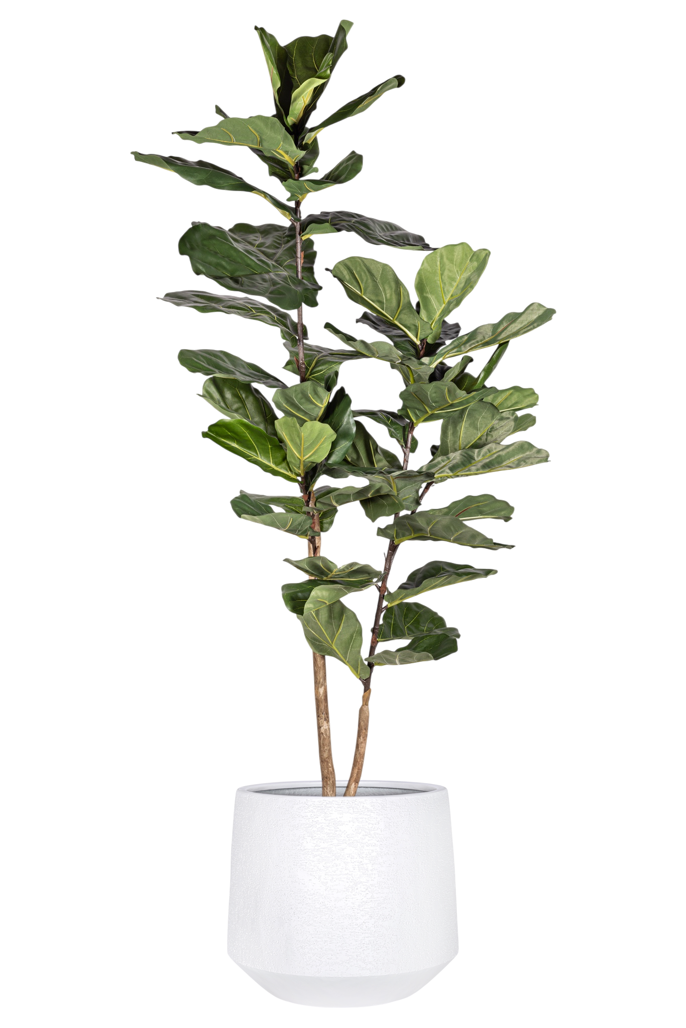 6' Fiddle Leaf Fig Tree in Aiden Planter