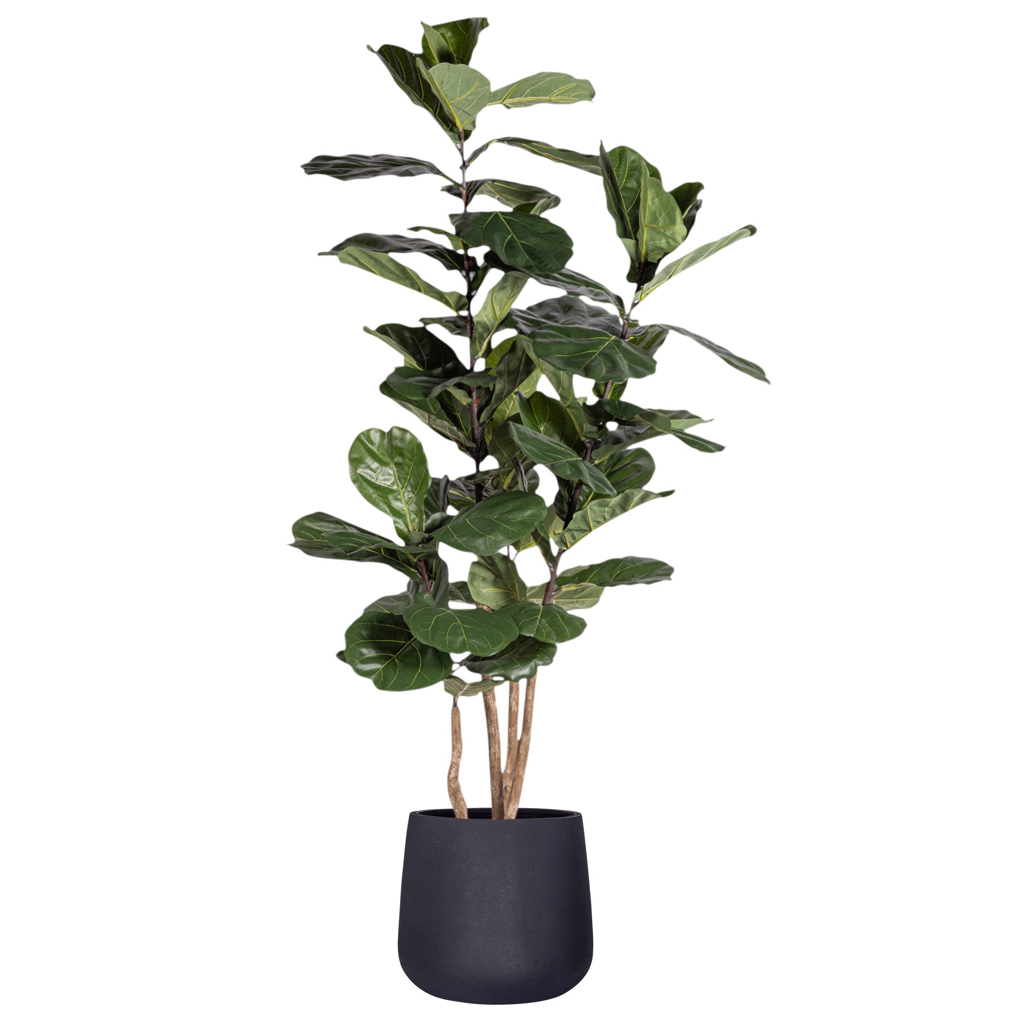 7' Fiddle Leaf Fig Tree in Cooper Planter PC1408CN1418LG