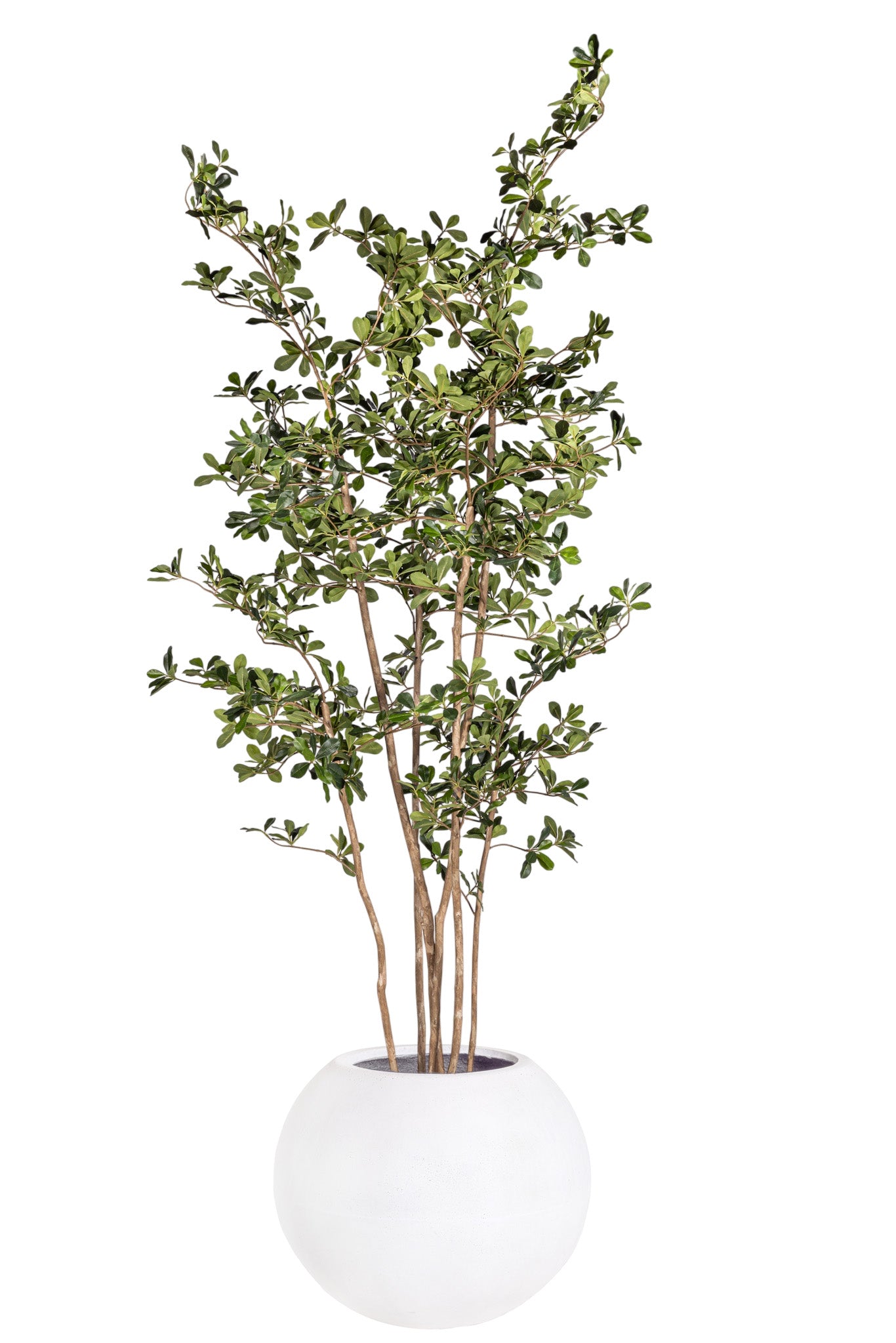 8' Black Olive Tree in Kona Planter