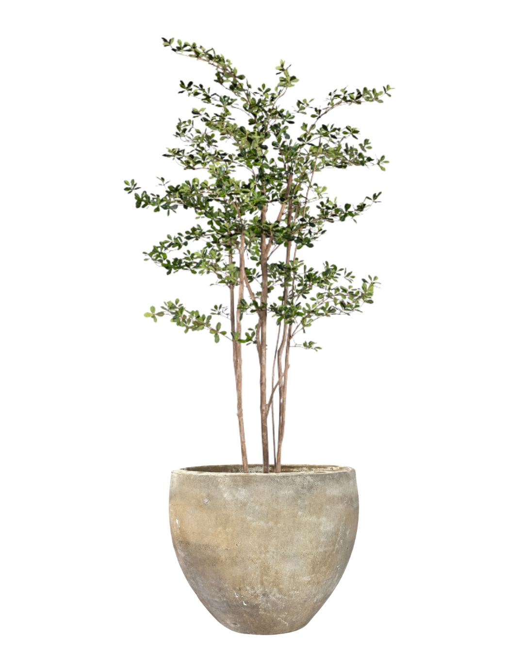 8' Shady Lady Tree in Ezra Planter PC1411CN1383