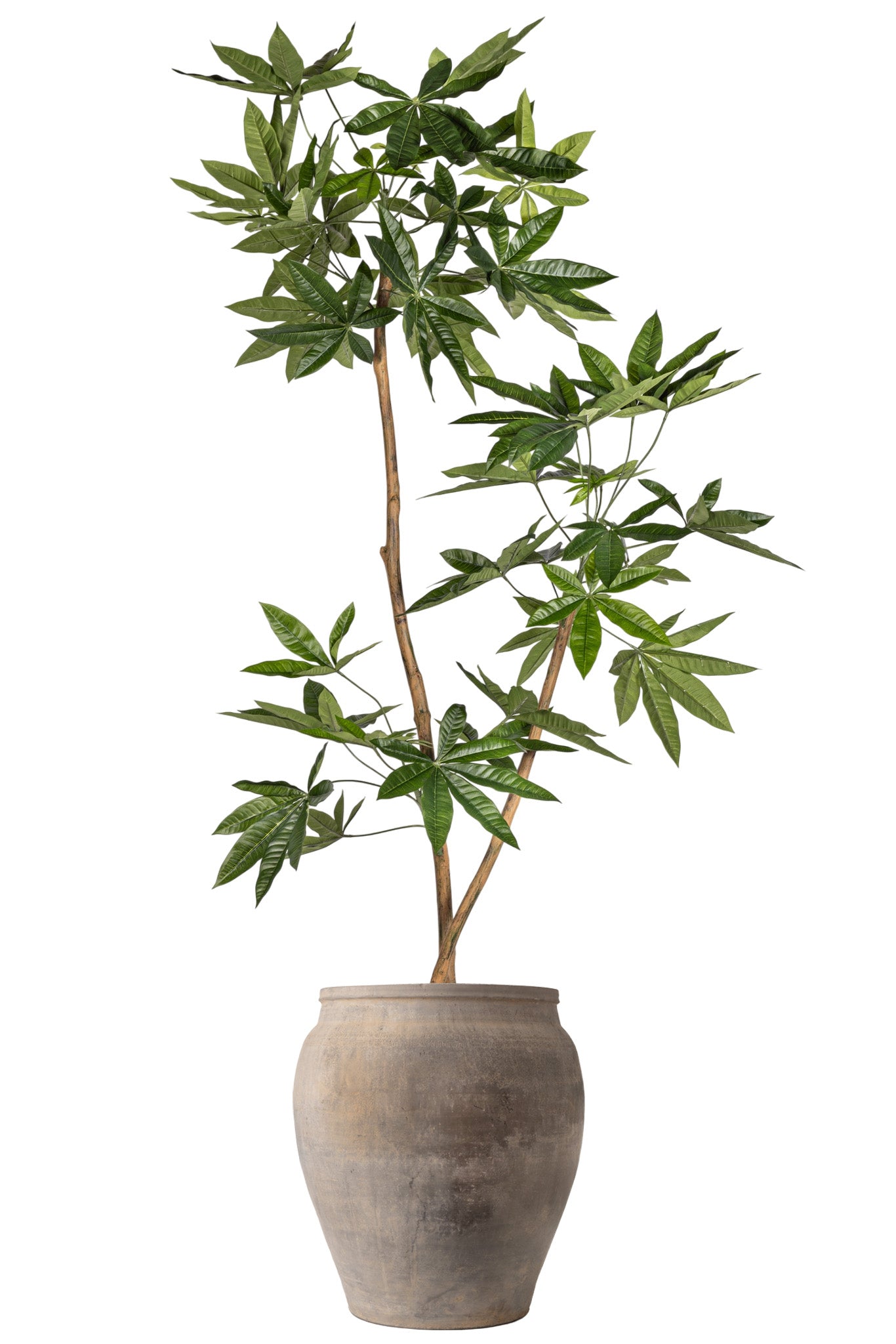 6' Money Tree in Vintage Clay Planter