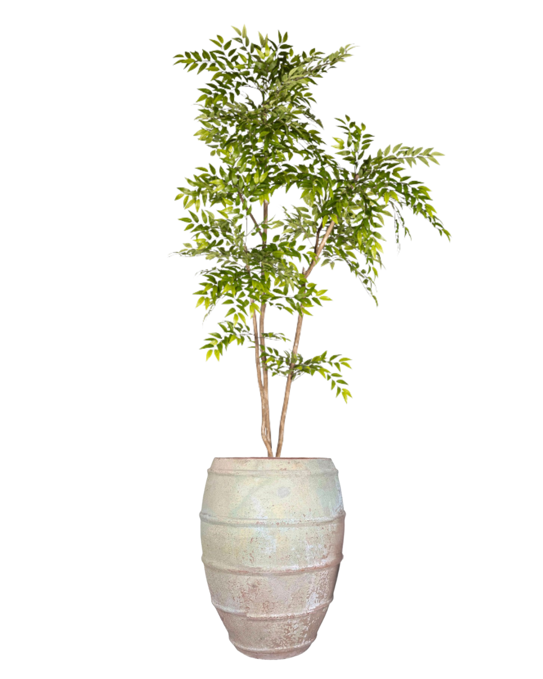 9' French Ficus Tree in Zara Planter PC1414CN1400LG
