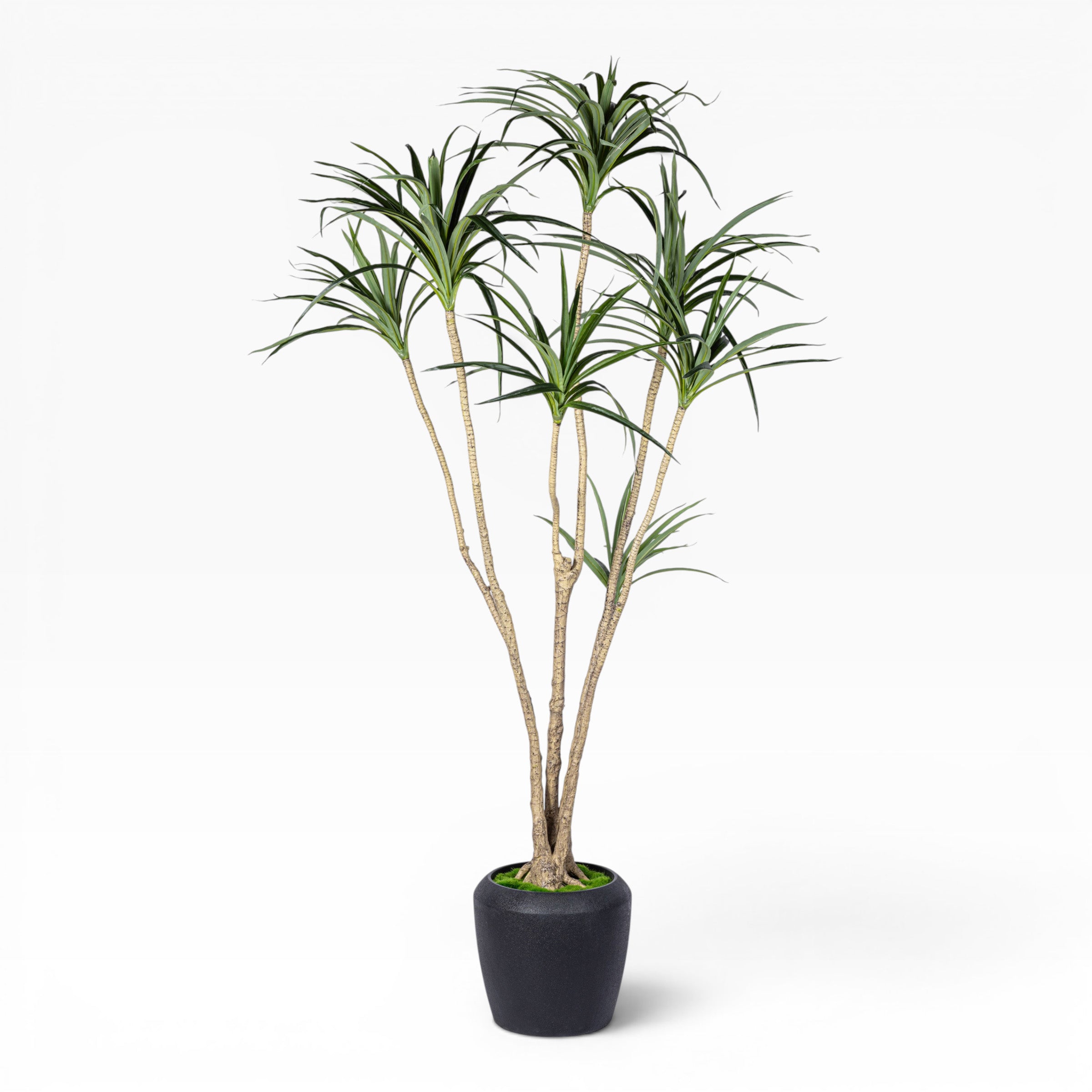 7' Dracaena Marginata in Round Tapered Pot