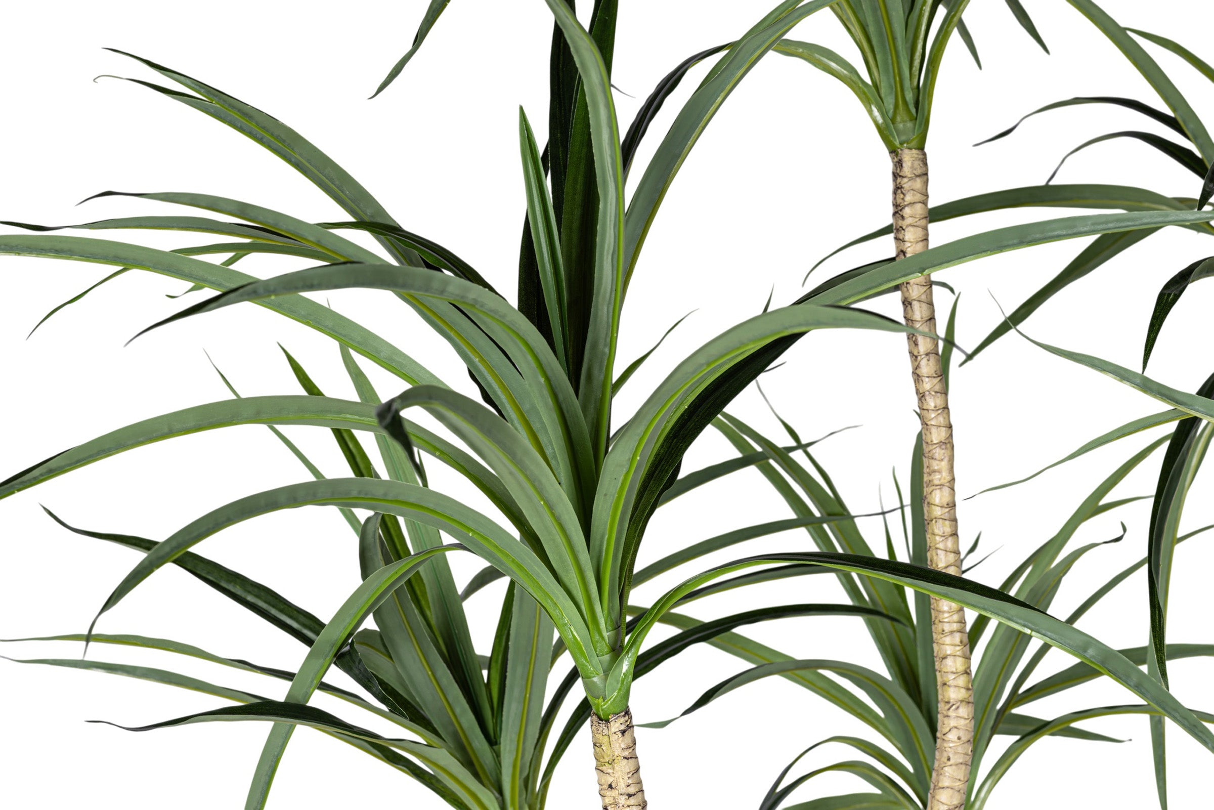 7' Dracaena Marginata in Round Tapered Pot