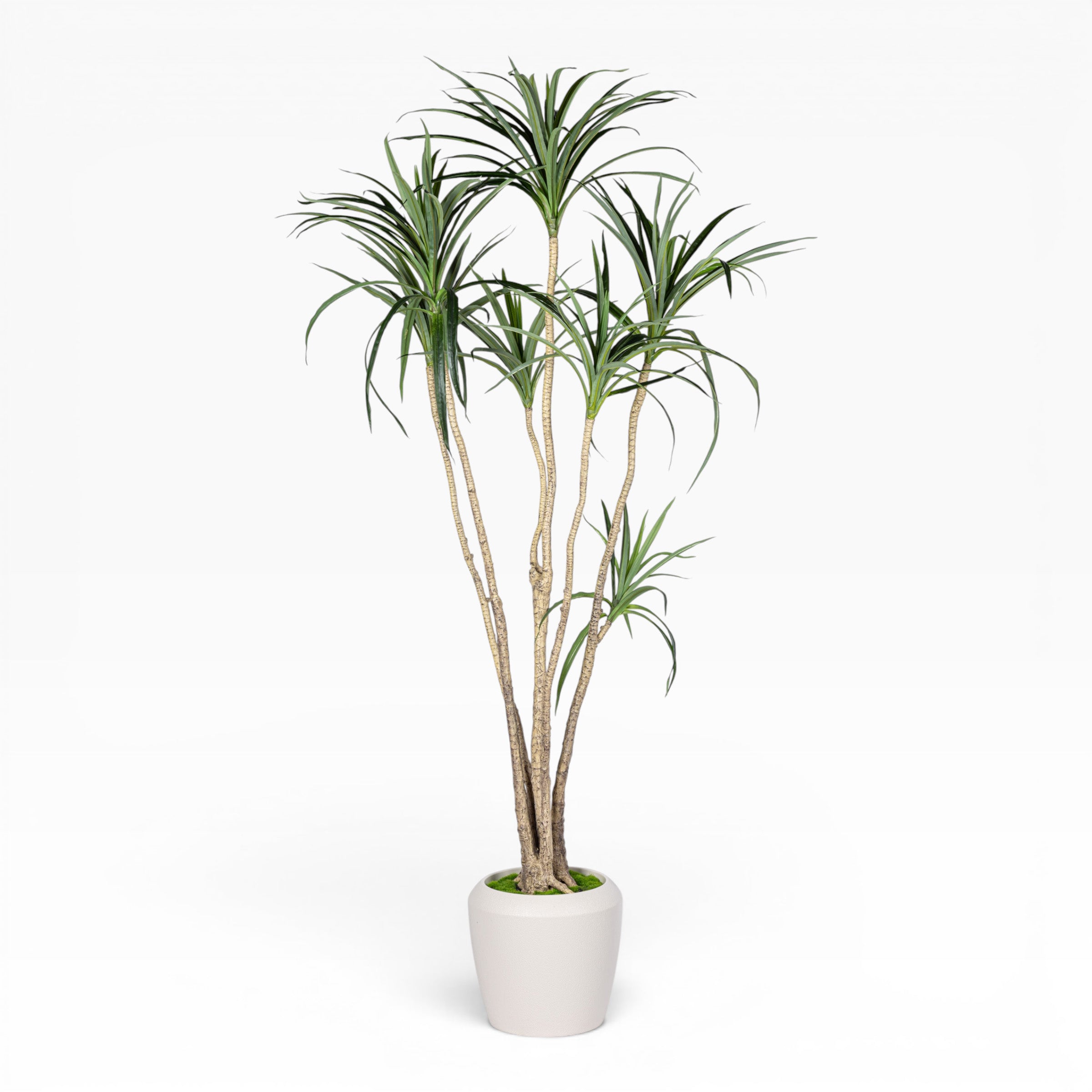 7' Dracaena Marginata in Round Tapered Pot