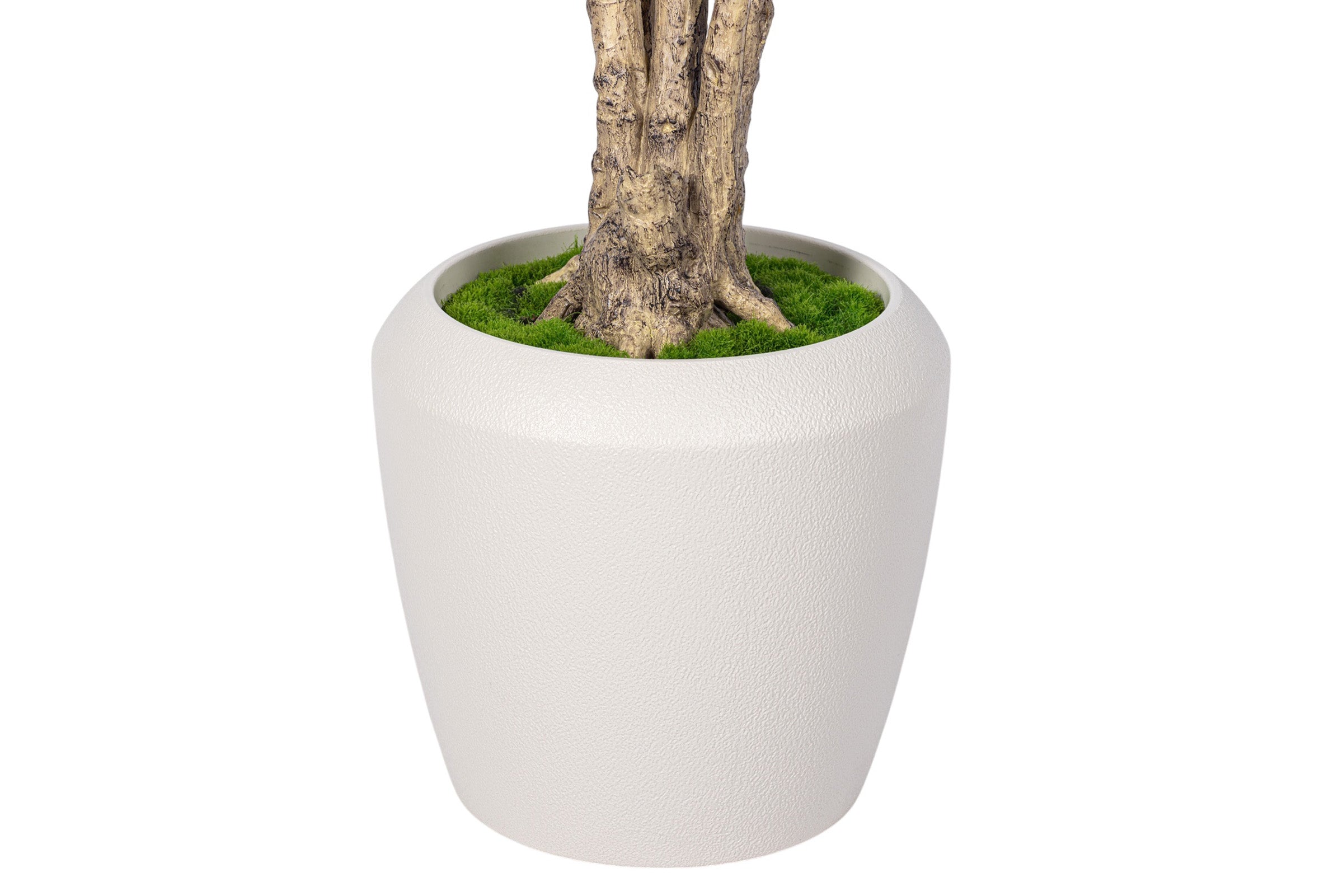 7' Dracaena Marginata in Round Tapered Pot