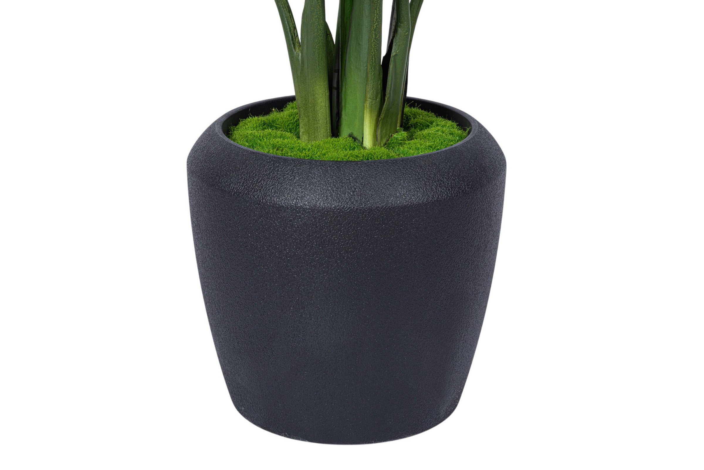 4' Bird of Paradise in Tapered Pot with Green Moss