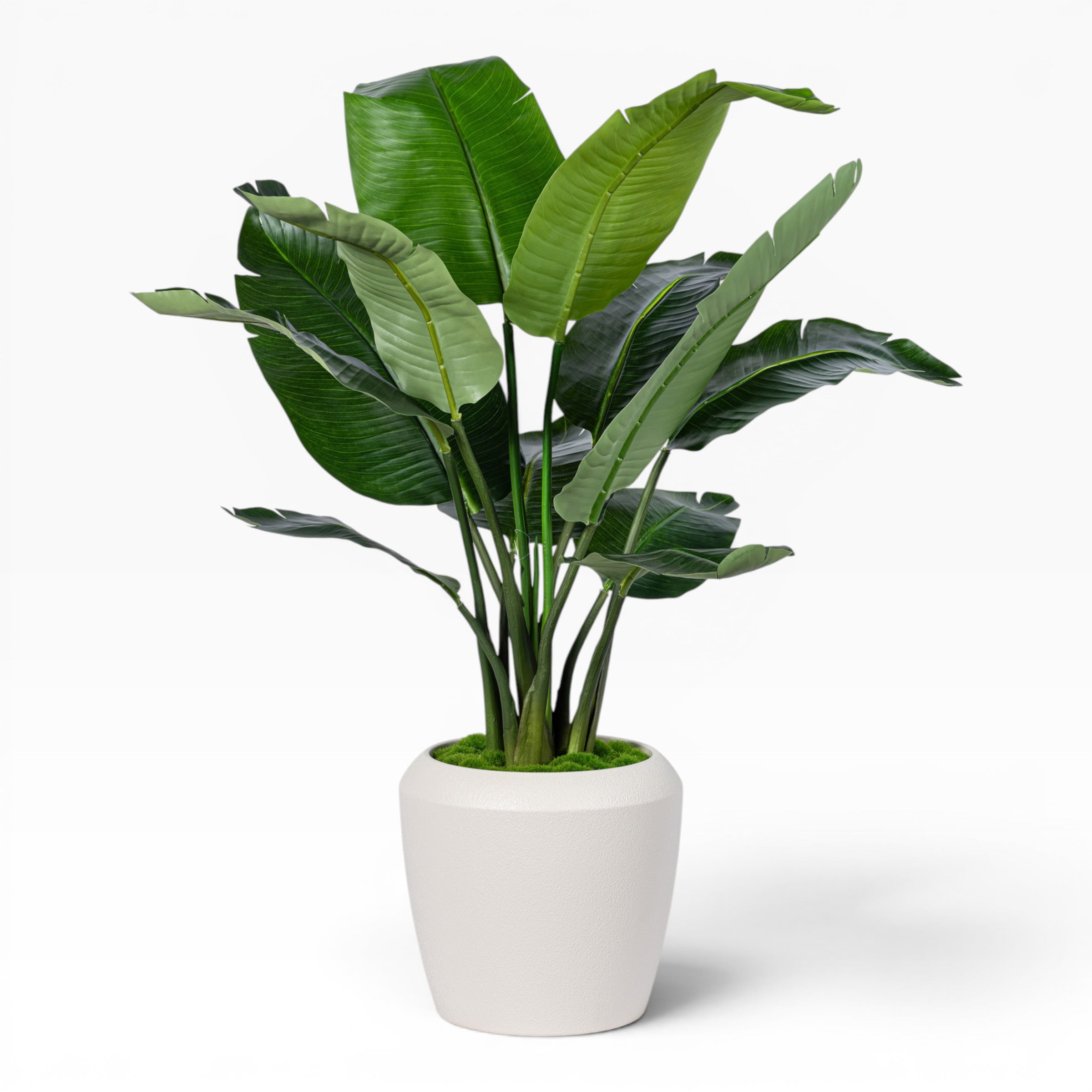 4' Bird of Paradise in Tapered Pot with Green Moss