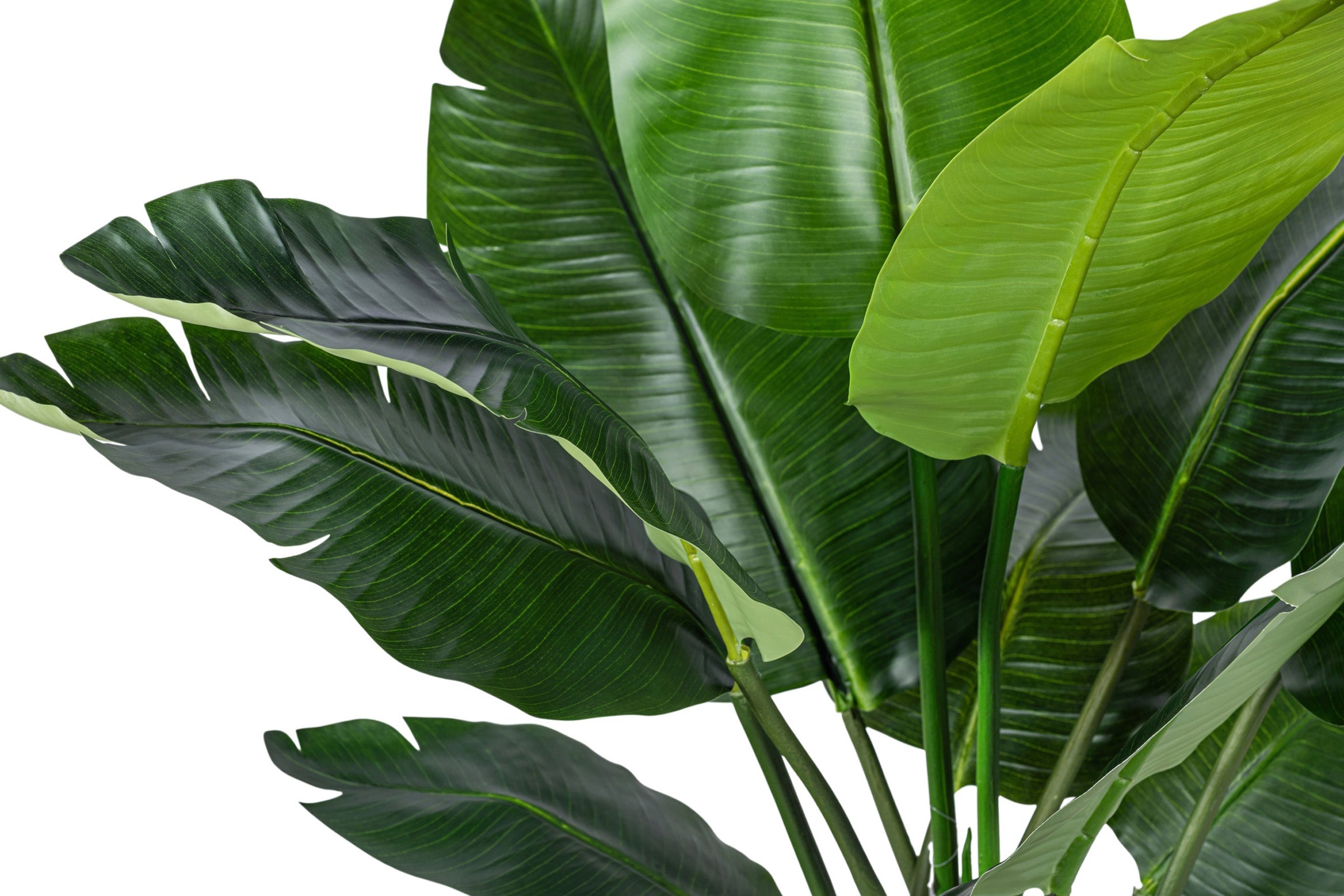 4' Bird of Paradise in Tapered Pot with Green Moss